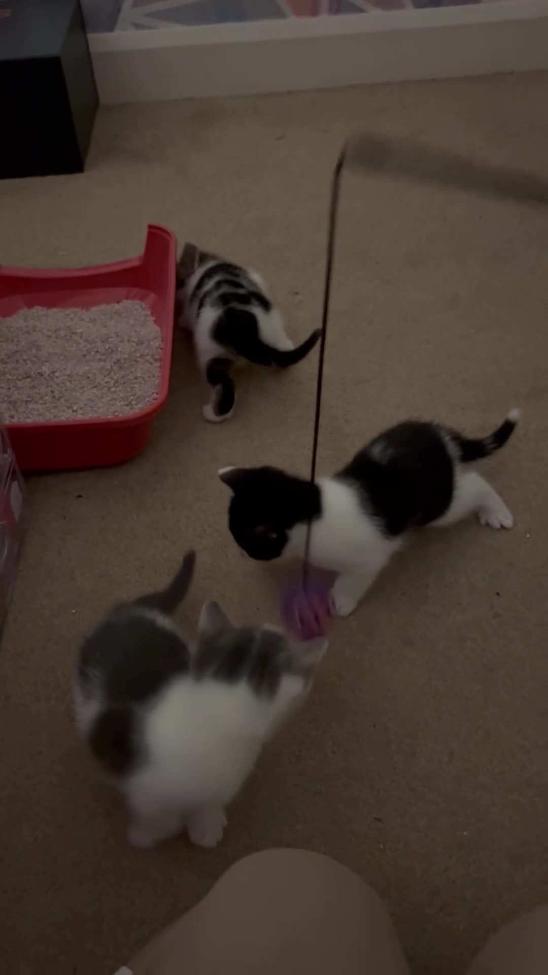 Mixed Breed cats for sale: Four gorgeous kittens looking for forever homes - Video 1