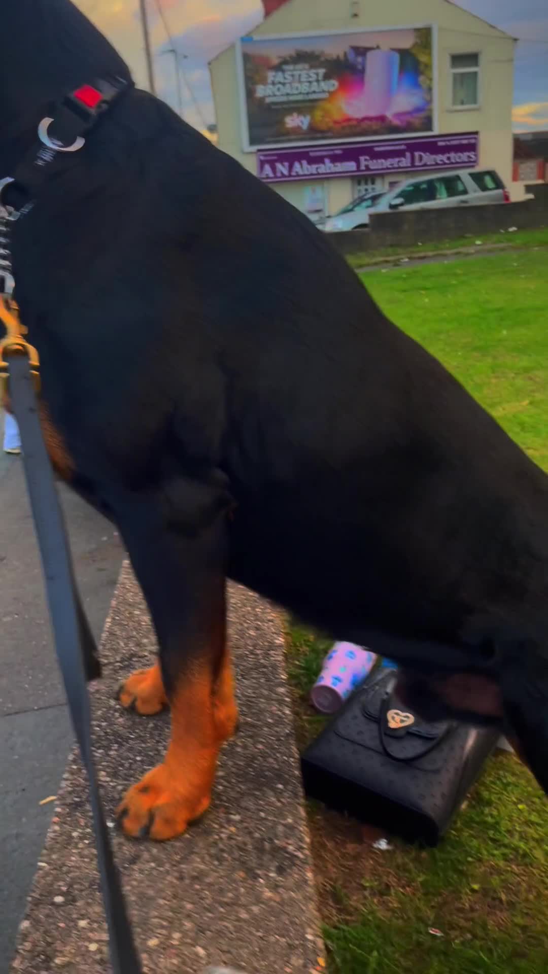Rottweiler dogs for stud: Beautiful Bernie  - Video 3