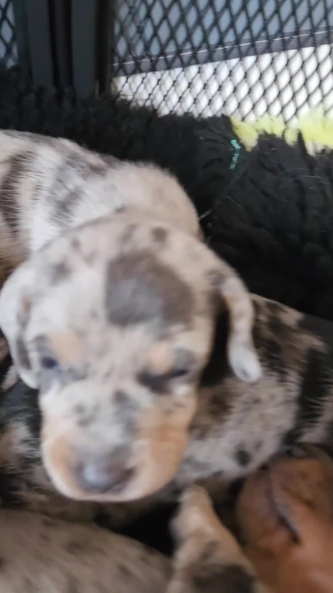 Miniature Dachshund dogs for sale: True to type mini dachshunds  - Video 1