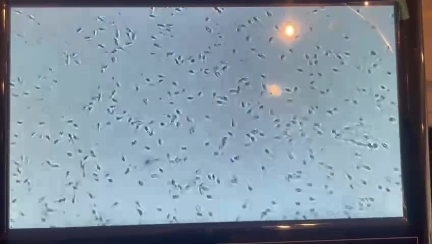 English Bulldog dogs for stud: Fully Suited Lilac and Tan in Birmingham - Video 1