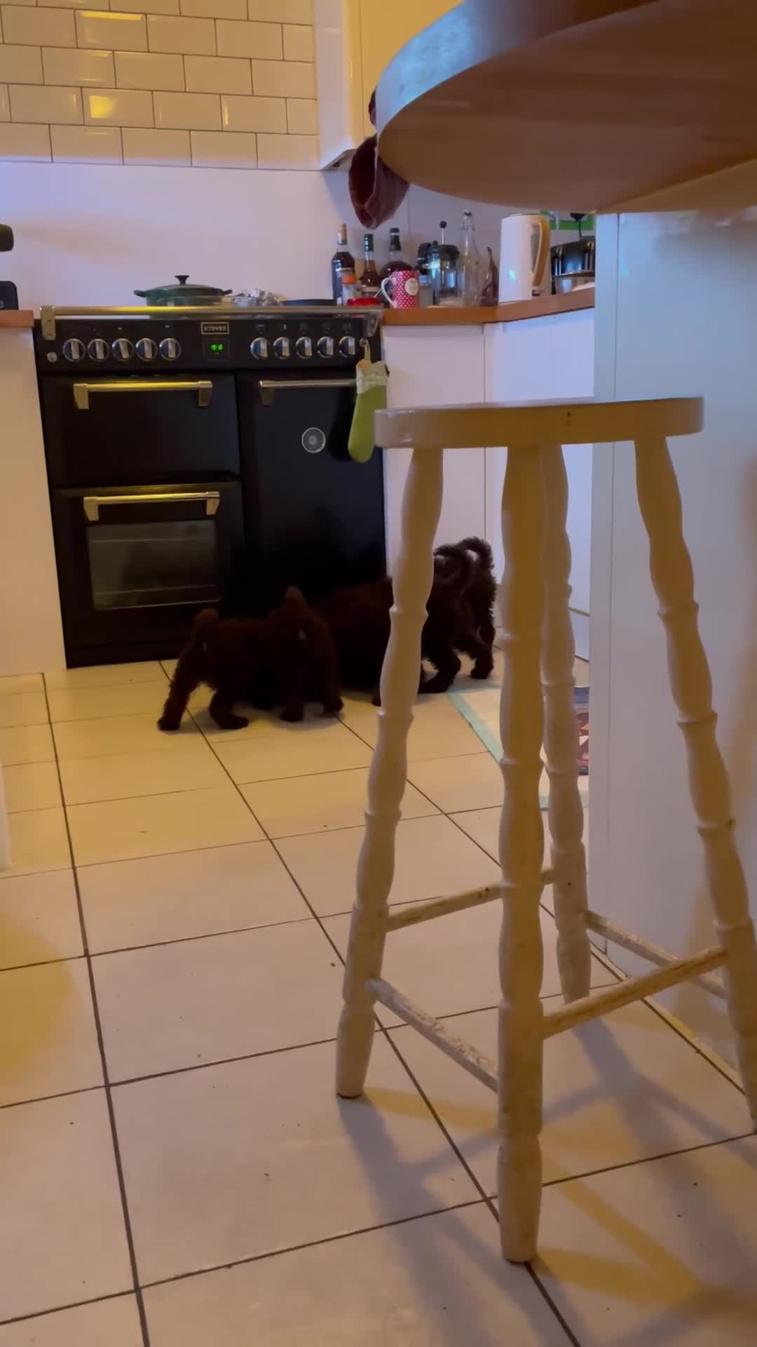 Miniature Poodle dogs for sale: Gorgeous Miniature Poodle puppies  - Video 3