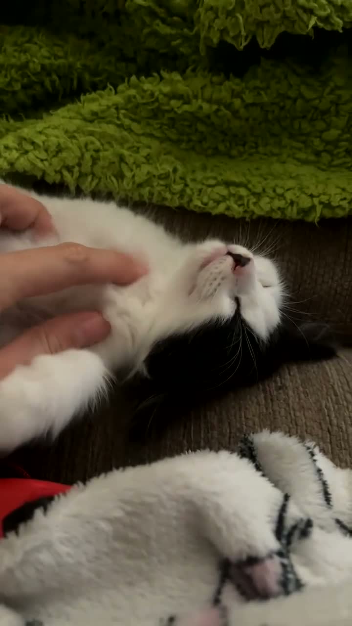 Domestic Shorthair cats for sale: Female Kitten in Telford - Video 2