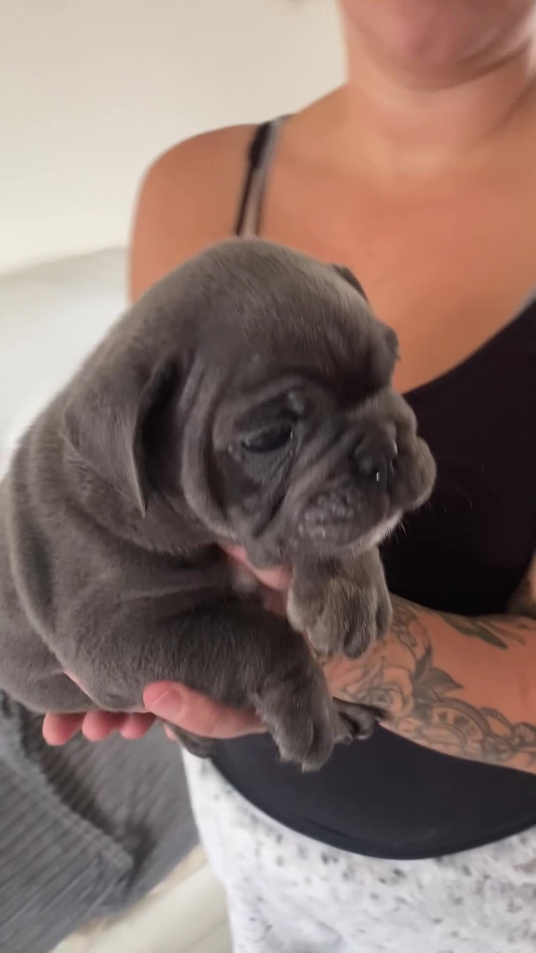 Mixed Breed dogs for sale: Mixed breed French and English bulldog - Video 1
