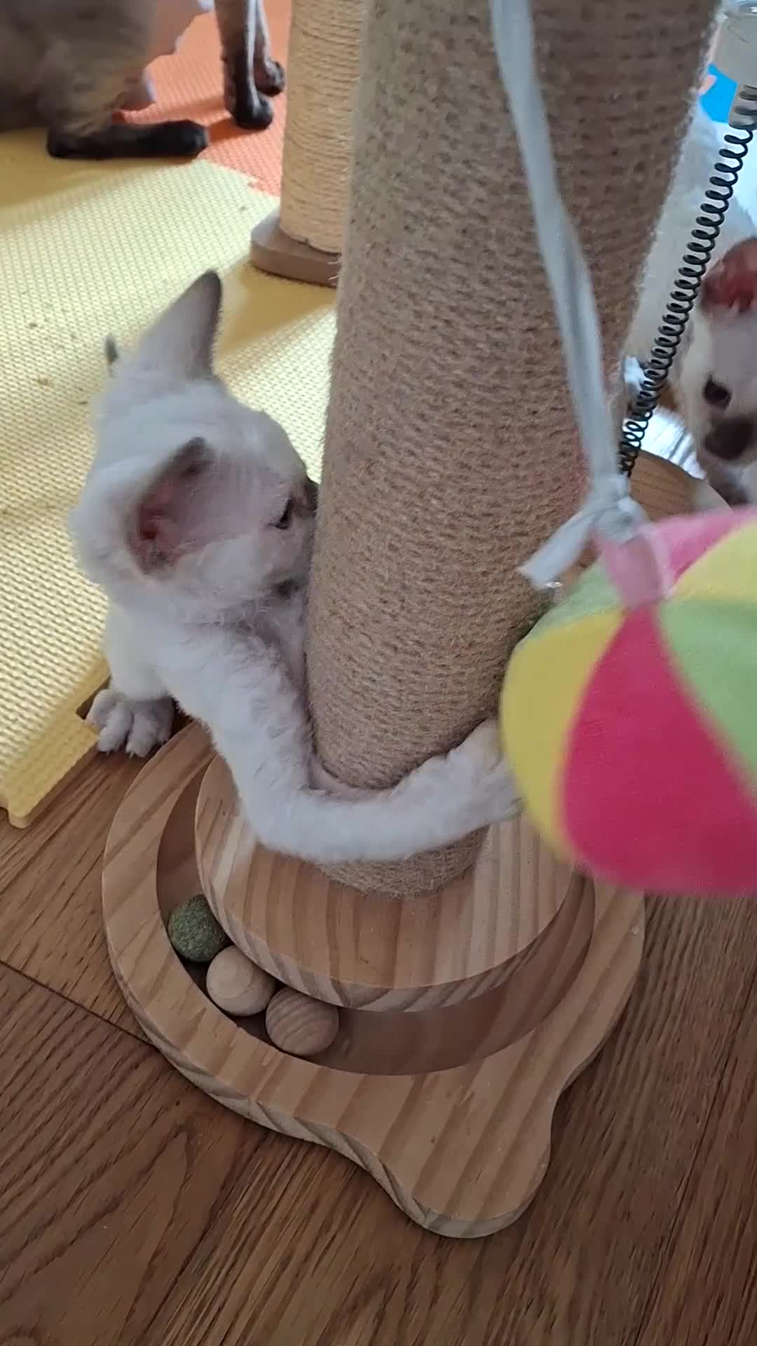 Devon Rex cats for sale: 🐱 Wonderful kittens Devon rex - Video 1