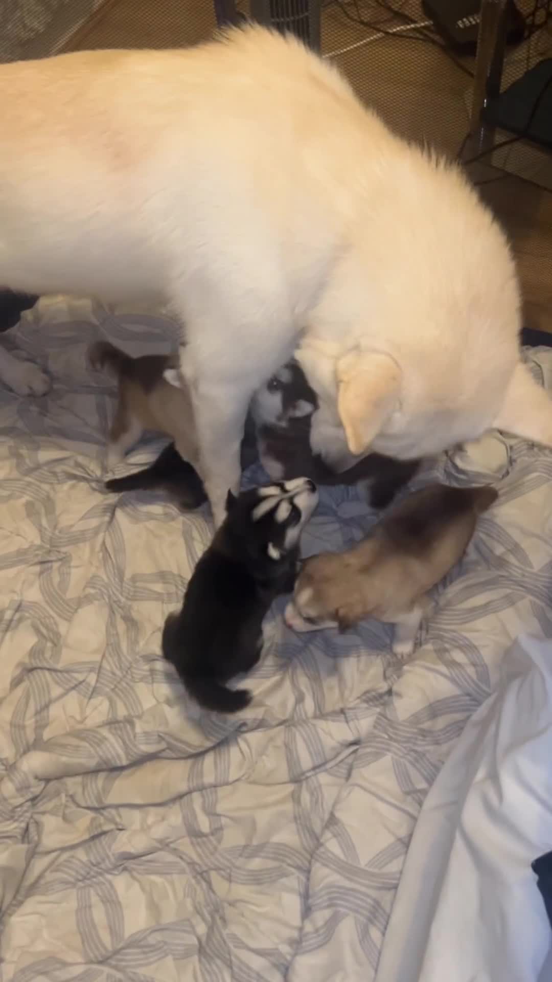 Siberian Husky dogs for sale: Pure siberian husky puppies ❤️1PUPS LEFT❤️ in Coalville - Video 3