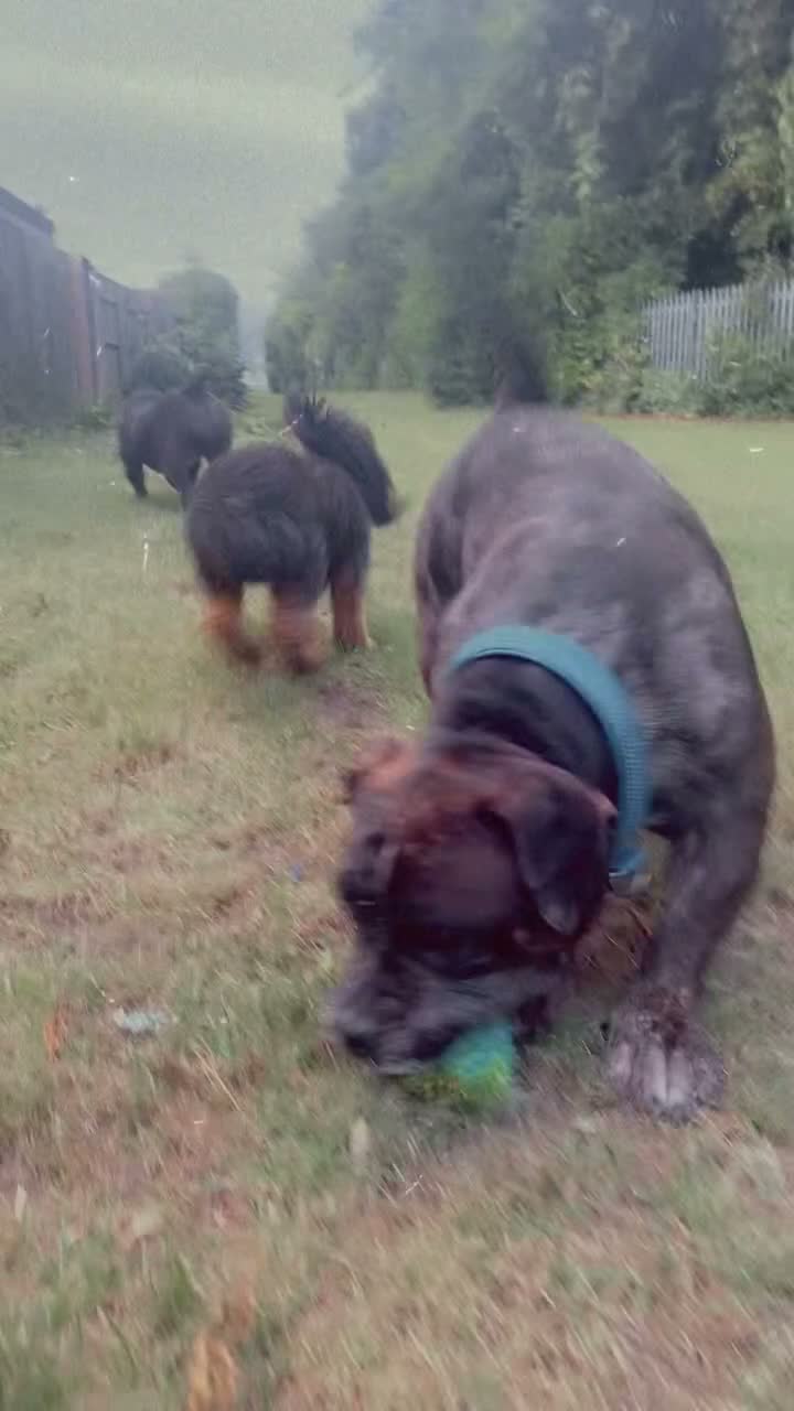 American Bully dogs for sale: Pocket bully  in Sunderland - Video 3