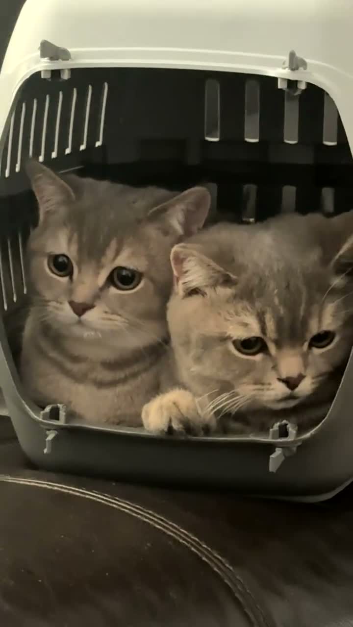 Scottish Fold cats for sale: 2 6 Months loving scottish Kittens - Video 1