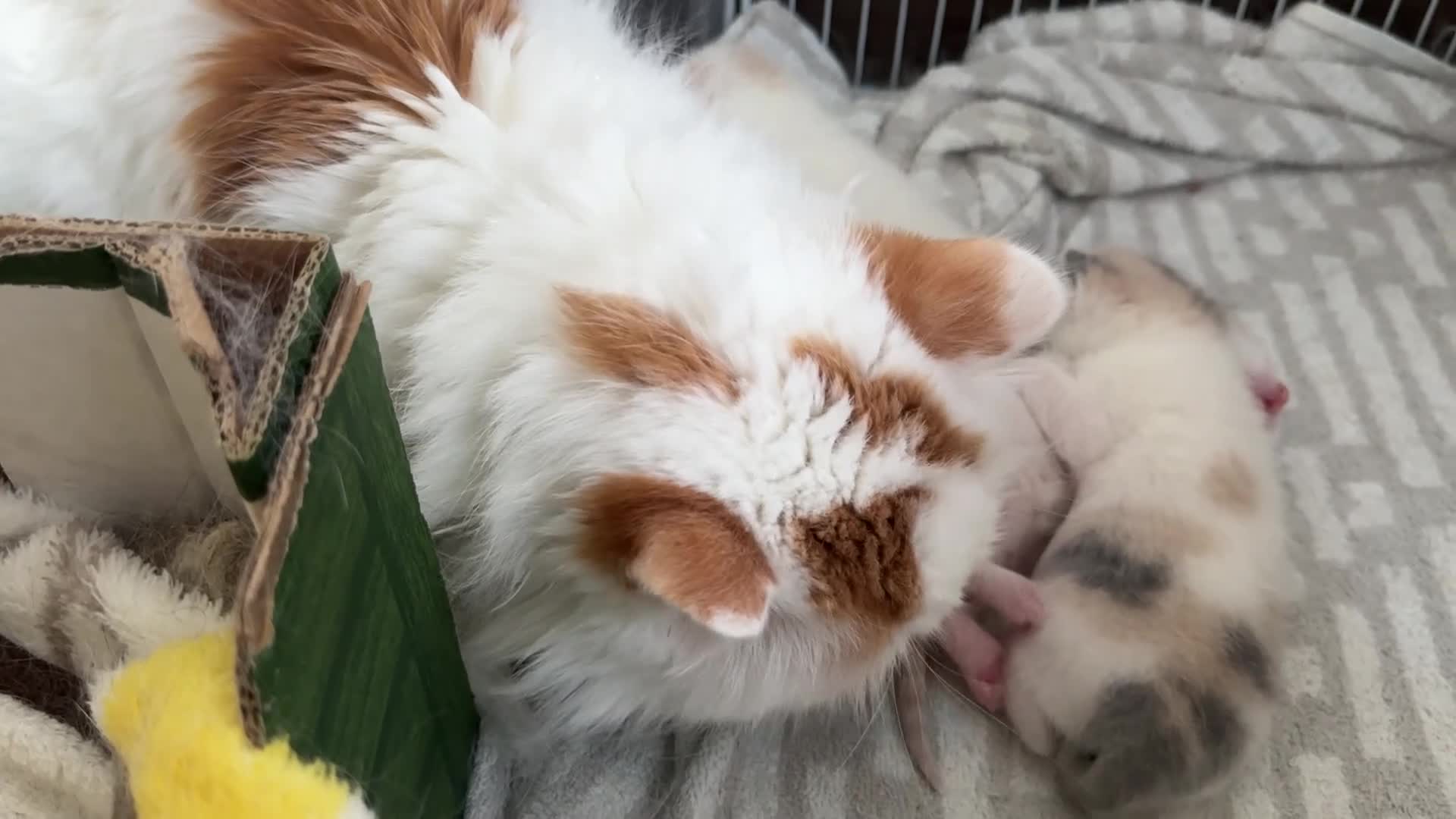 Turkish Van cats for sale: Lovely Turkish Van x Angora Kittens in Feltham - Video 3