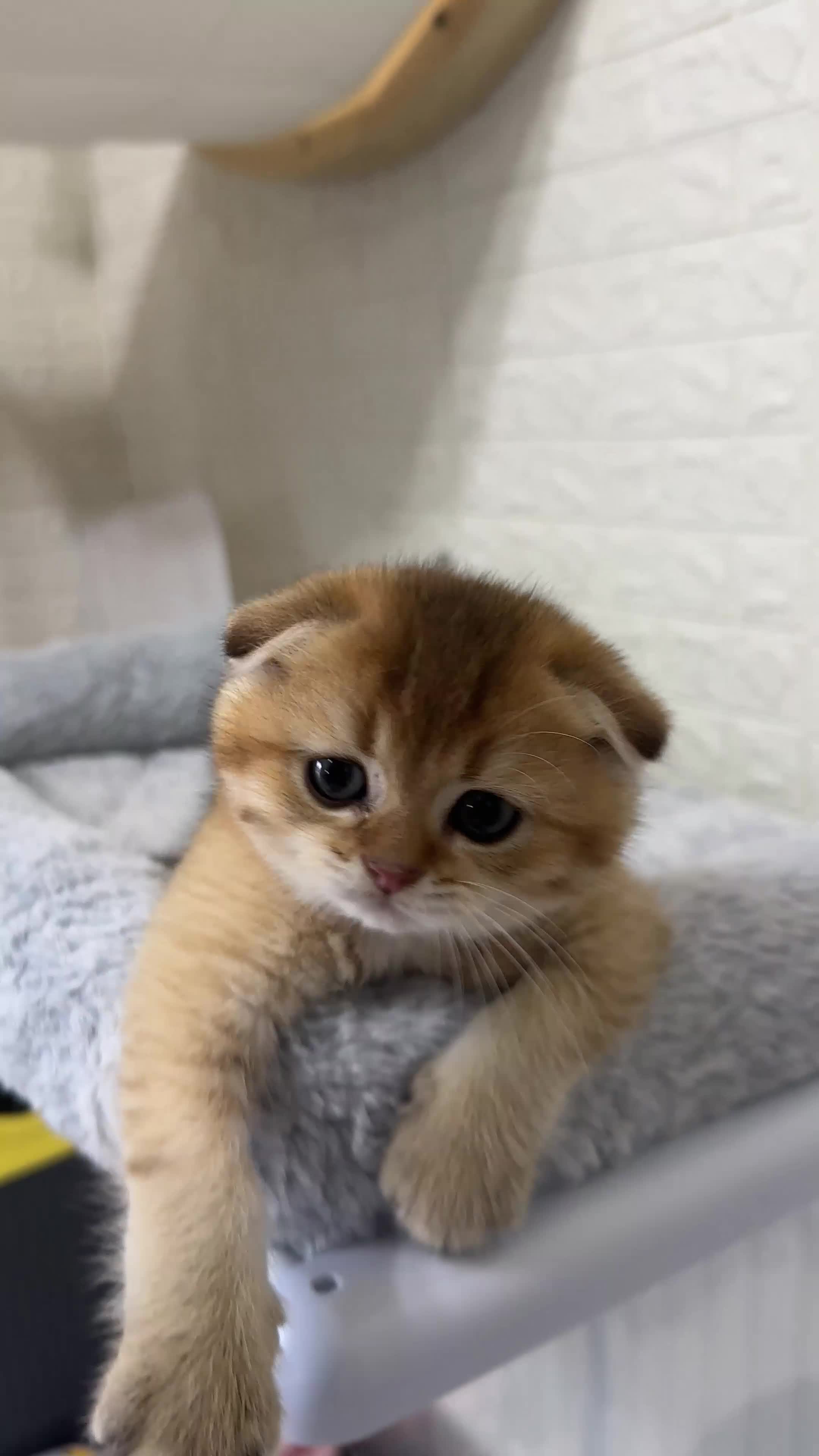 Scottish Fold cats for sale:     Little Golden Teddy Bear  Incredibly Sweet Boy - Video 1