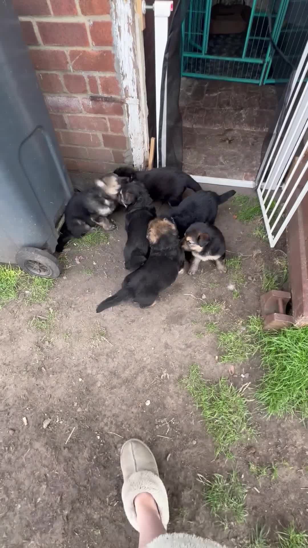 German Shepherd dogs for sale: German shepherd puppies  - Video 1