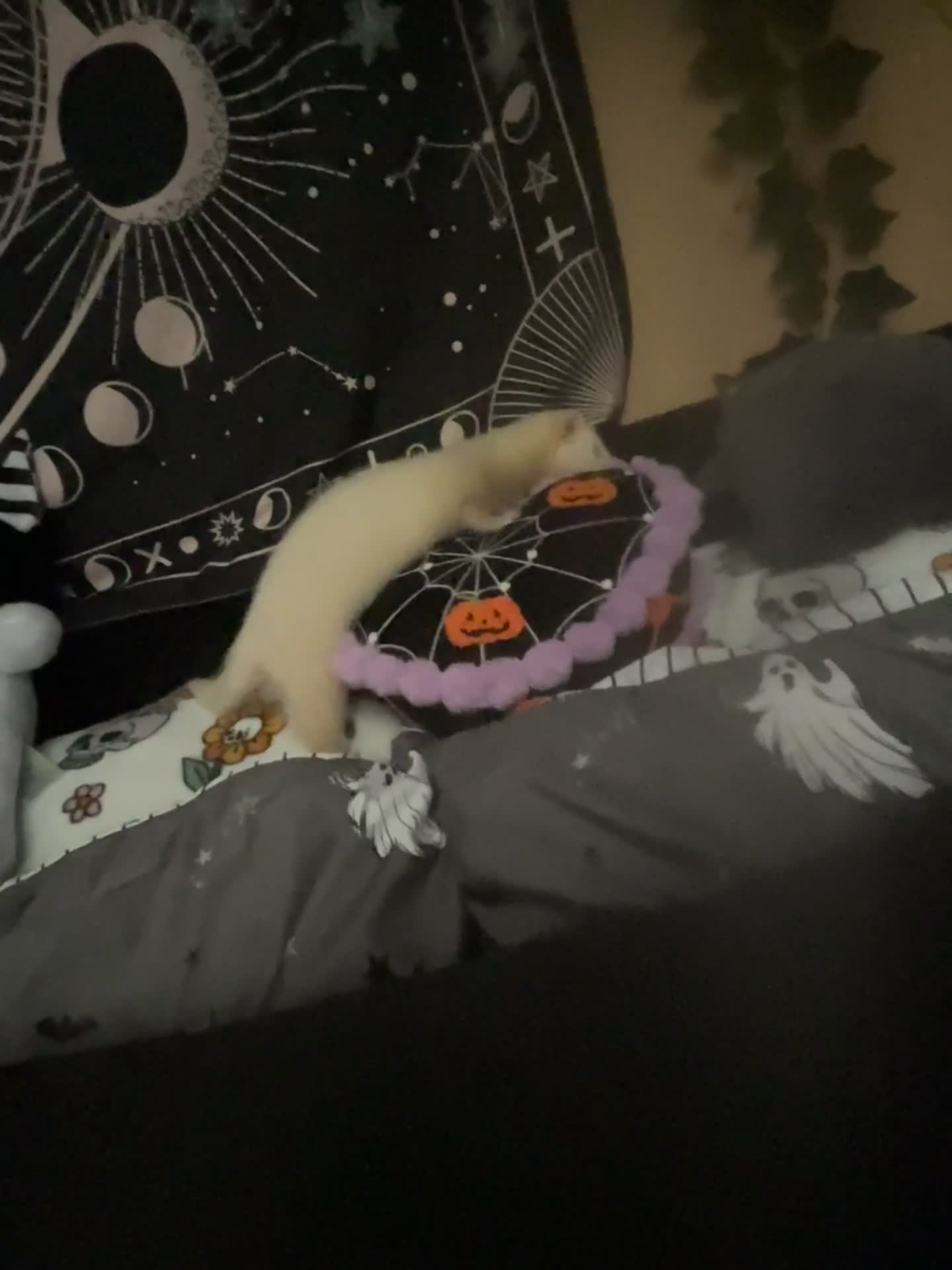 Ferret rodents for sale: Ferret | Male  - Video 2