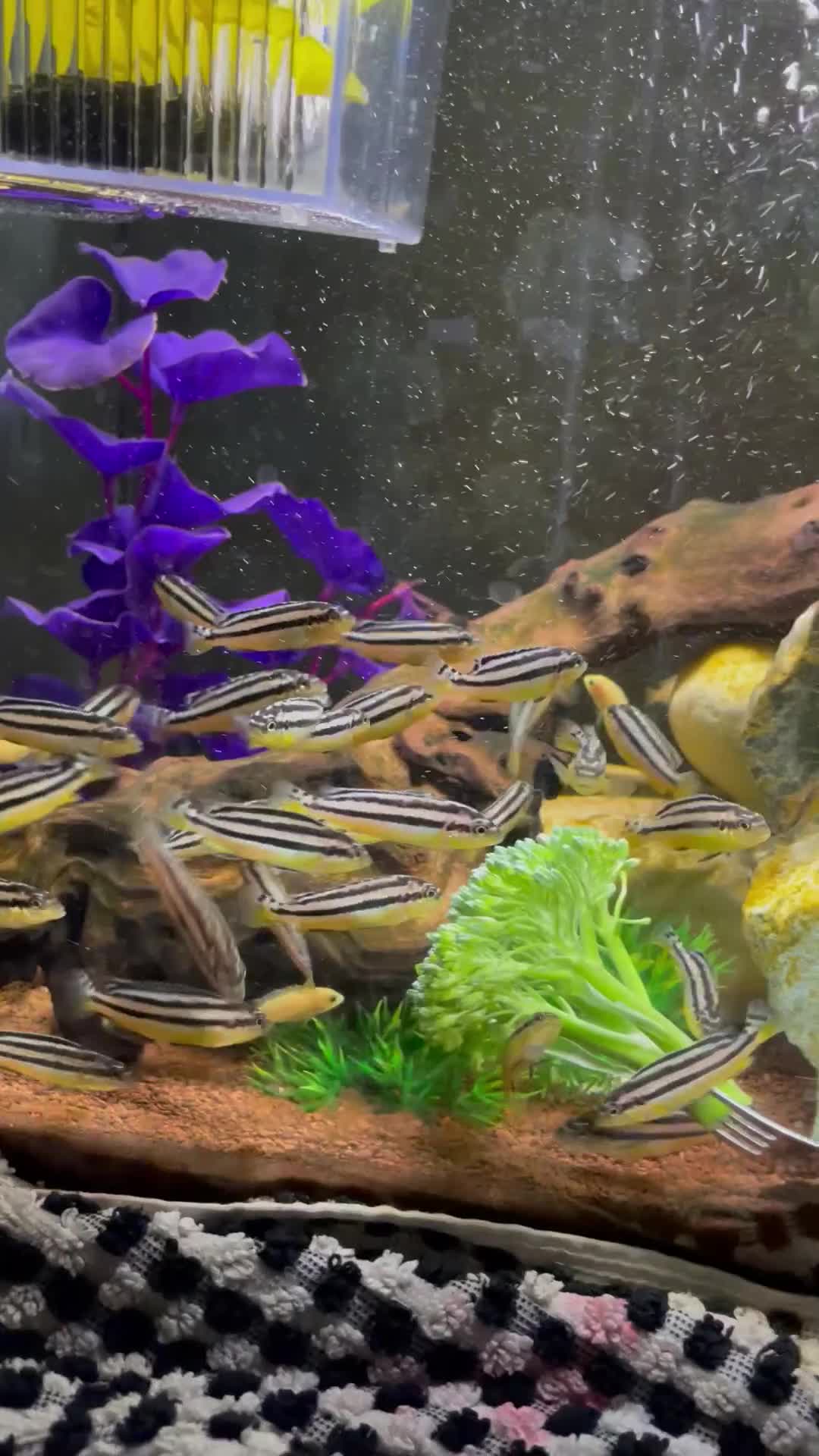 Cichlids fish for sale: golden cichlids - Video 1