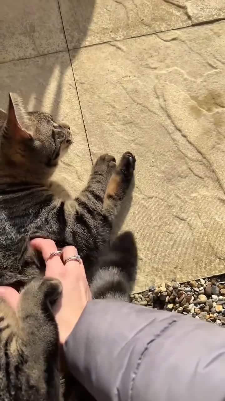 Domestic Shorthair cats for sale: Gorgeous 2 year old Thunder - Video 1