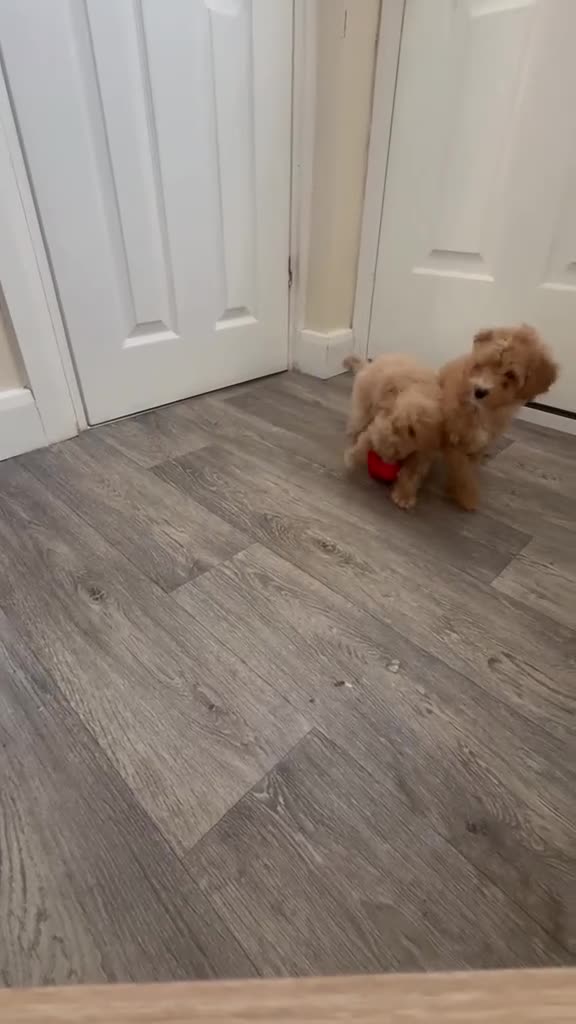 Maltipoo dogs for sale: MULTIPOO PUPPIES READY TO LEAVE  - Video 2