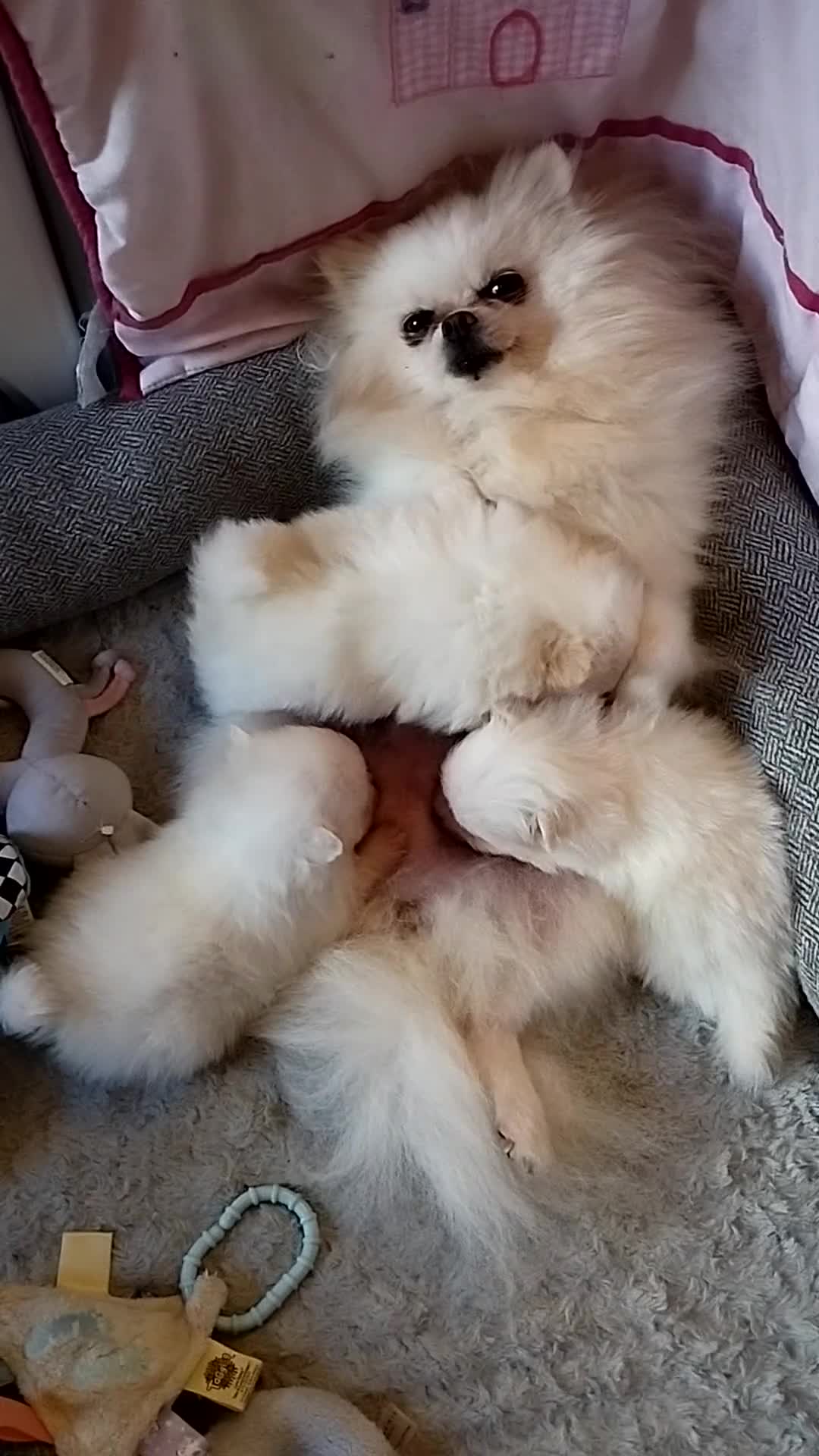 Pomeranian dogs for sale: 💝💝💝High-quality little boys💝💝💝 - Video 1