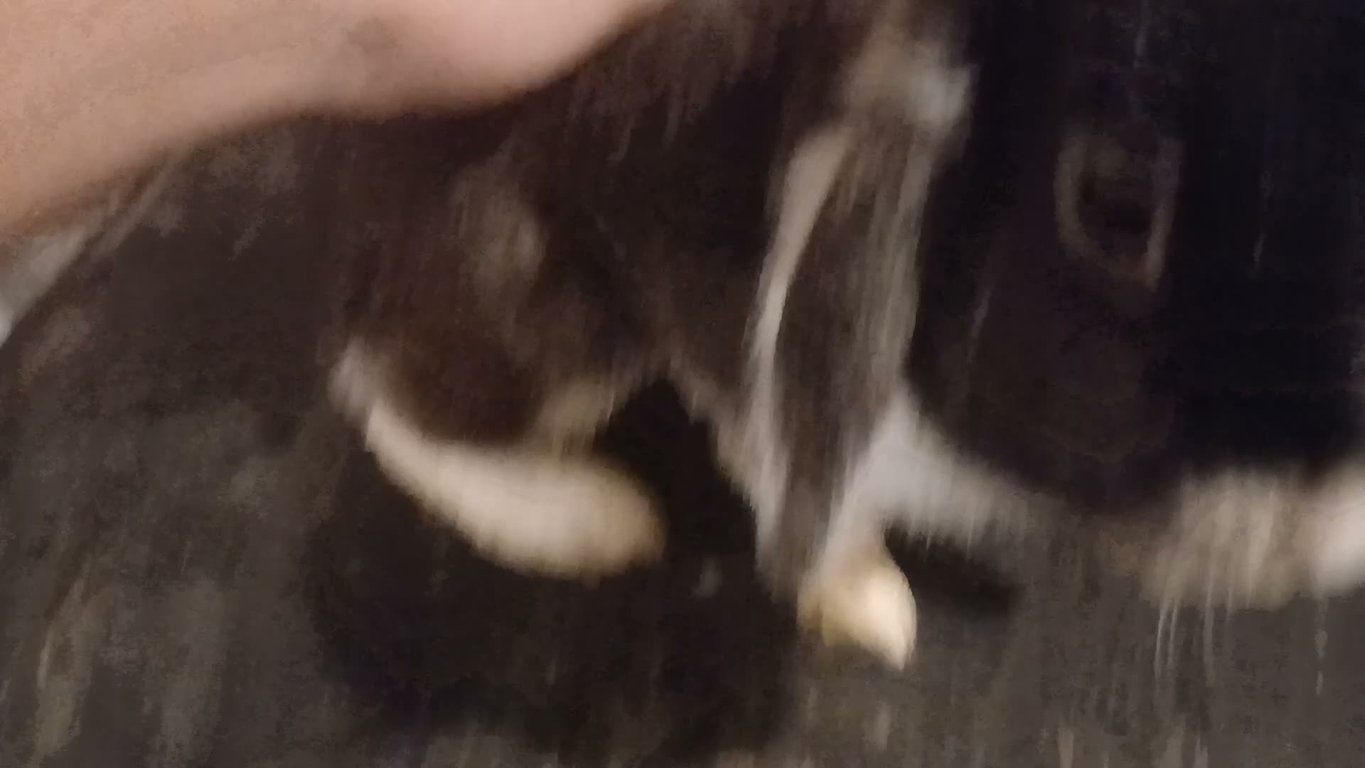 Mixed Breed rabbits for sale: Bunny in Leeds - Video 1