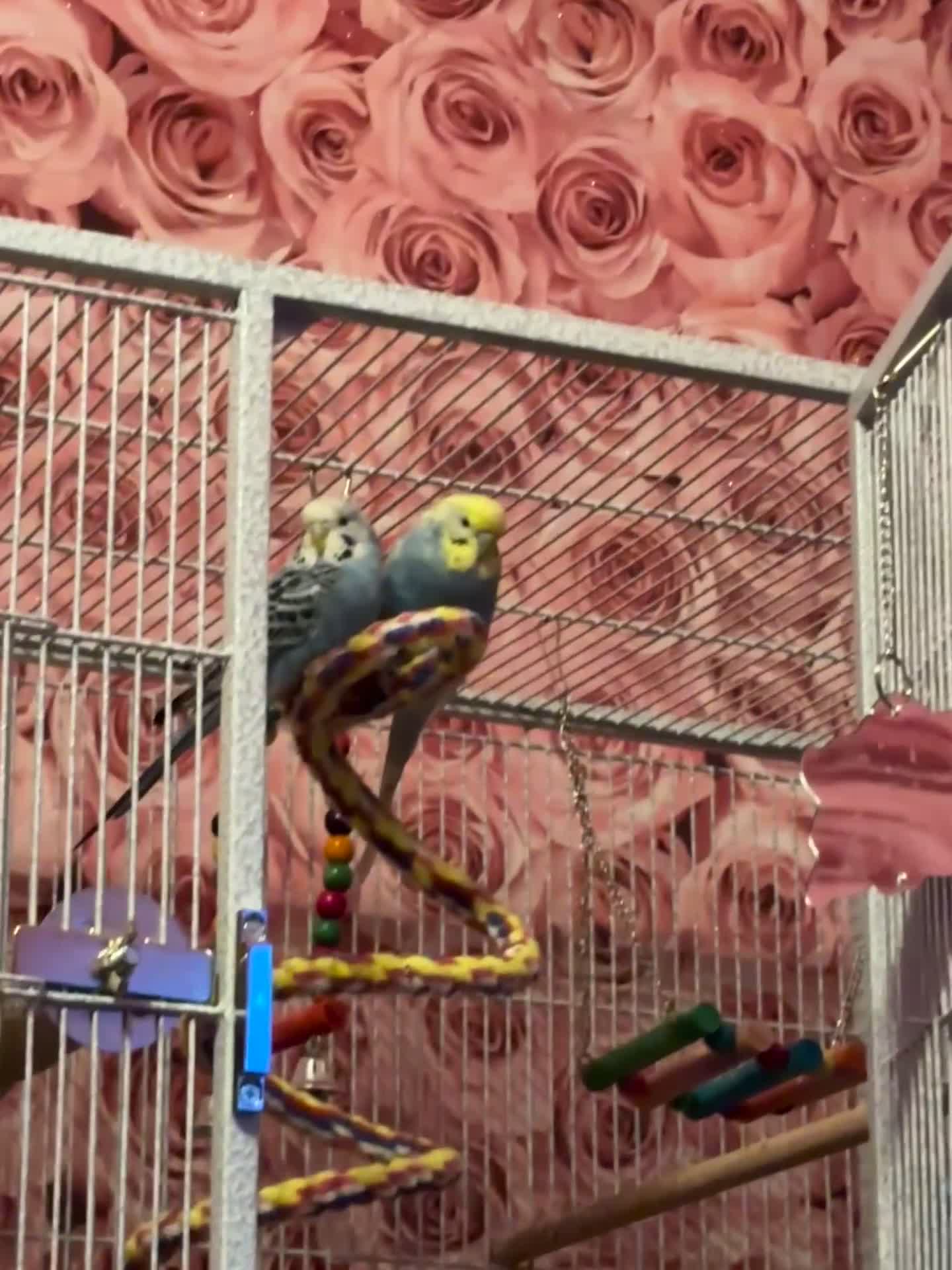 Parakeets birds for sale: Baby budgie boy named gizmo  - Video 3