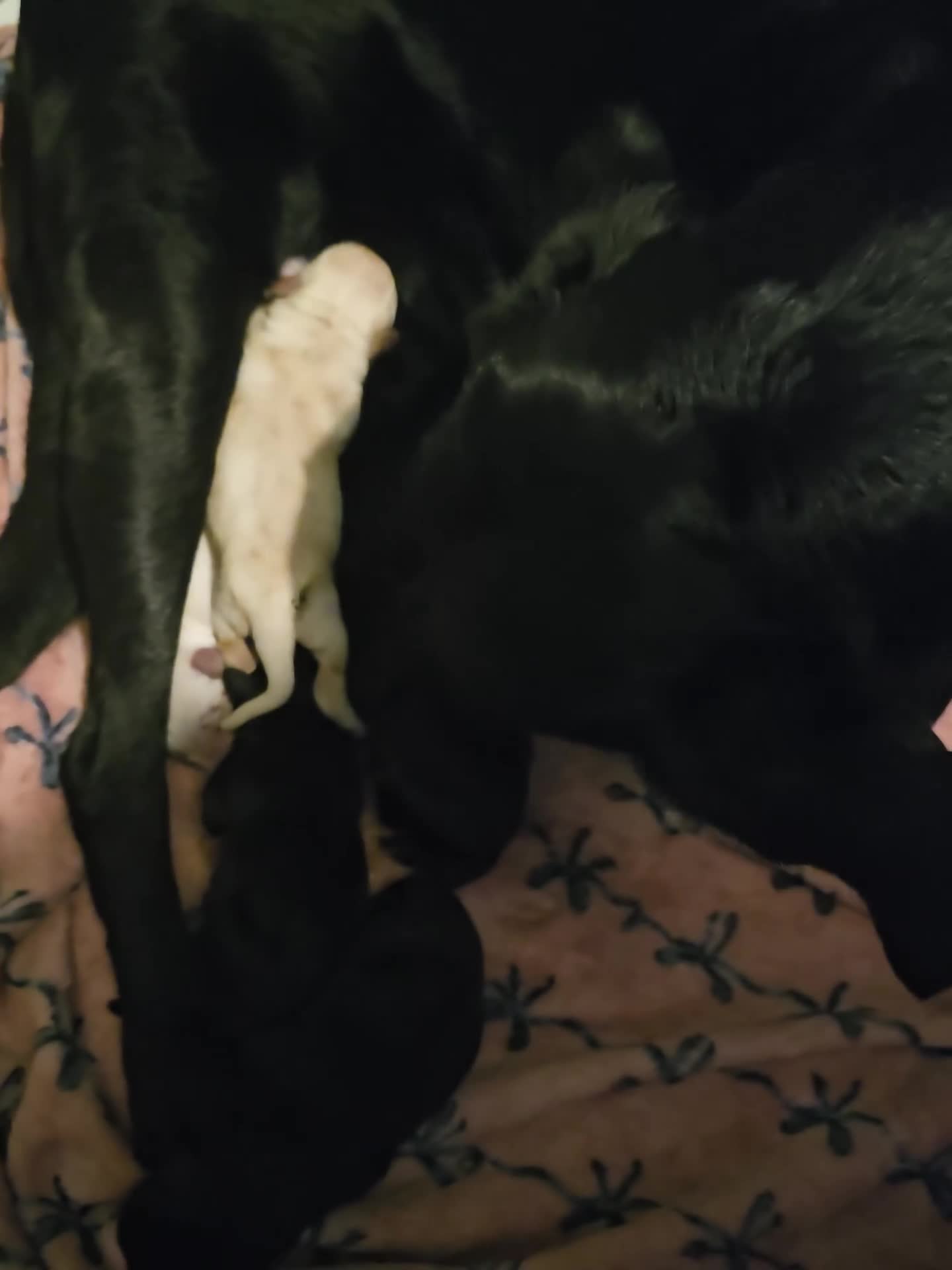 Labrador Retriever dogs for sale: Beautiful Fox Red & Black Labrador Puppies  - Video 1
