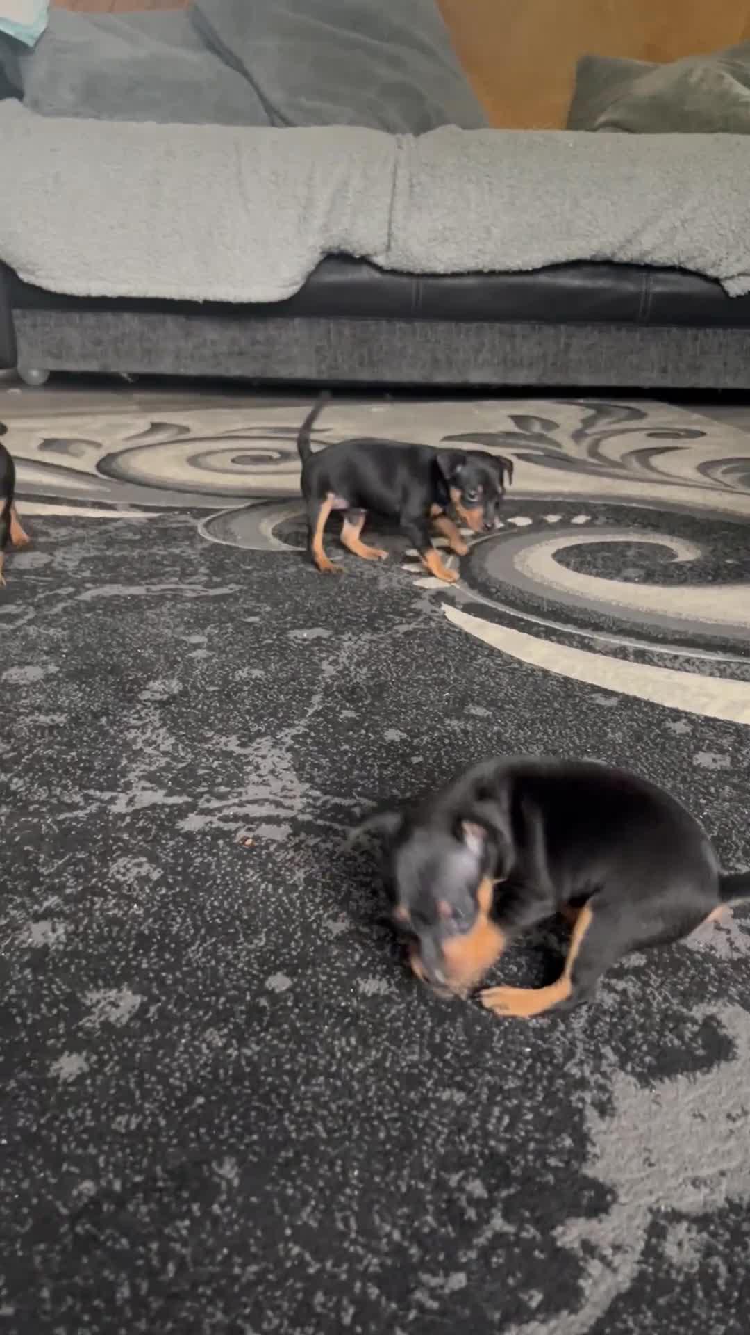 Miniature Pinscher dogs for sale: KC Miniature Pinscher puppies - Video 1