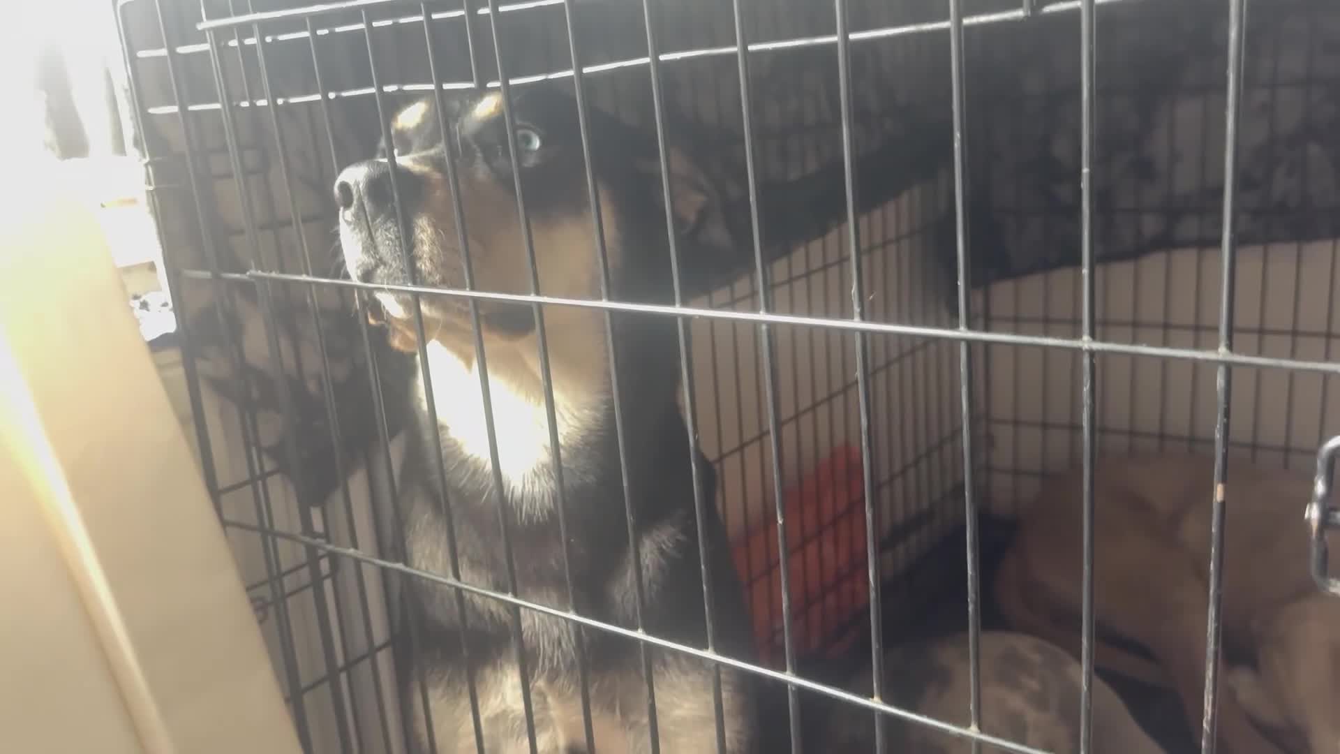 Mixed Breed dogs for sale: Gorgeous 1 year old Mixed Breed Female - Video 1