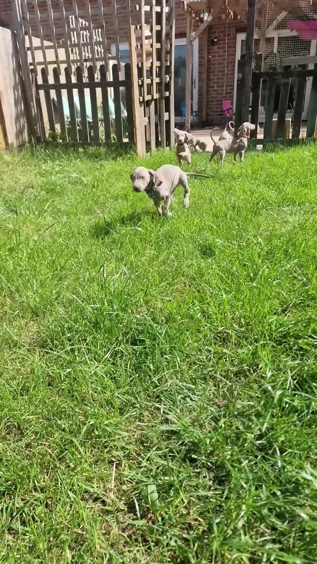 Weimaraner dogs for sale: Weimaraner Puppies Looking for Their Forver Home🐾 in Shrewsbury - Video 4