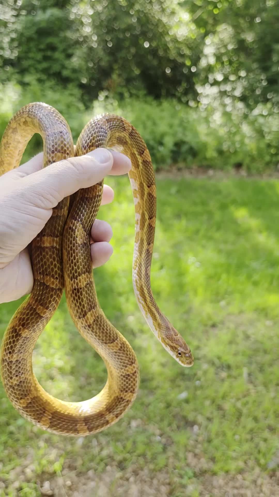Corn Snake reptiles for sale: Adult male het scaleless palmetto anery  - Video 1