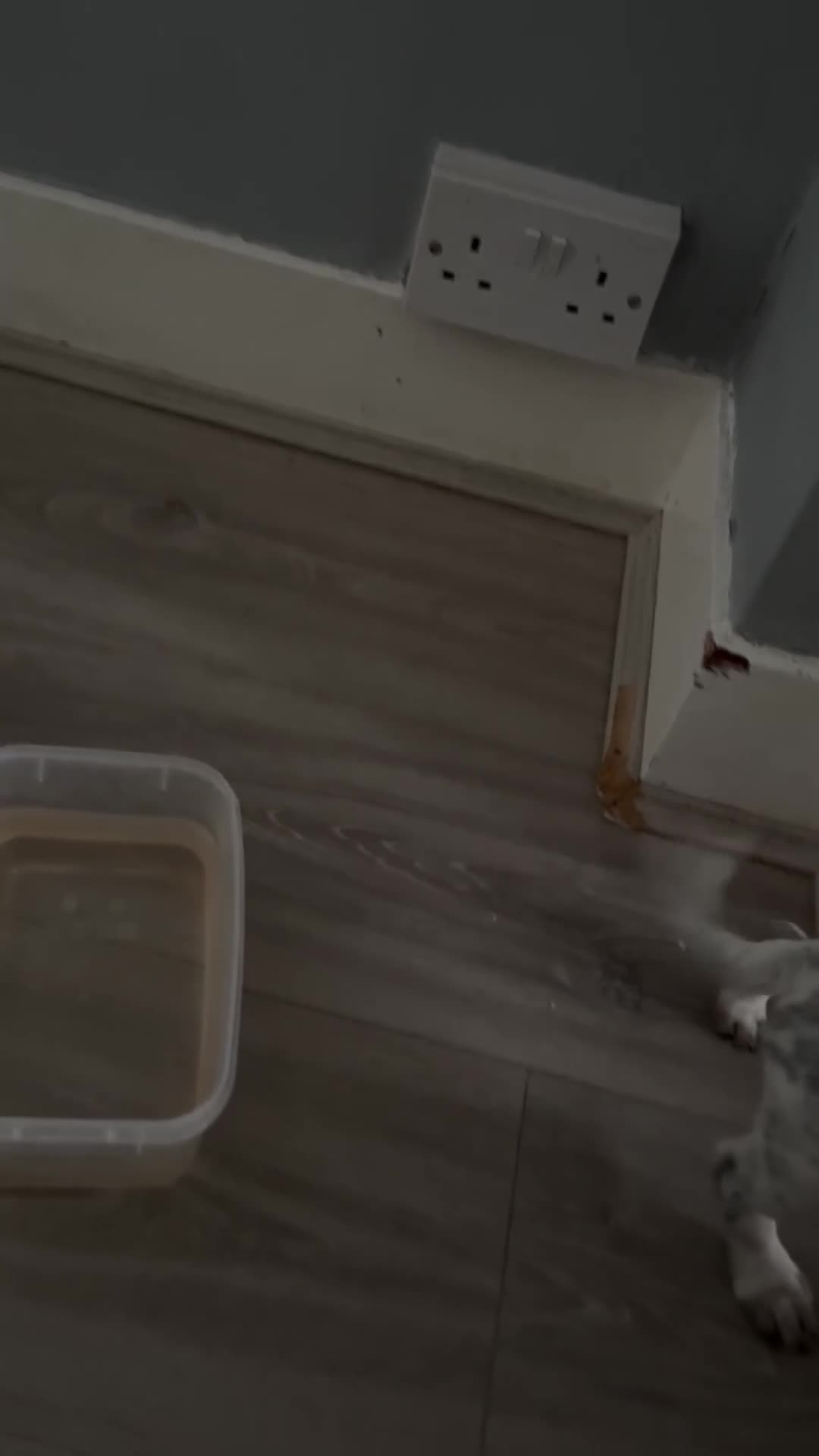 Mixed Breed dogs for sale: Doxipoo - Video 1