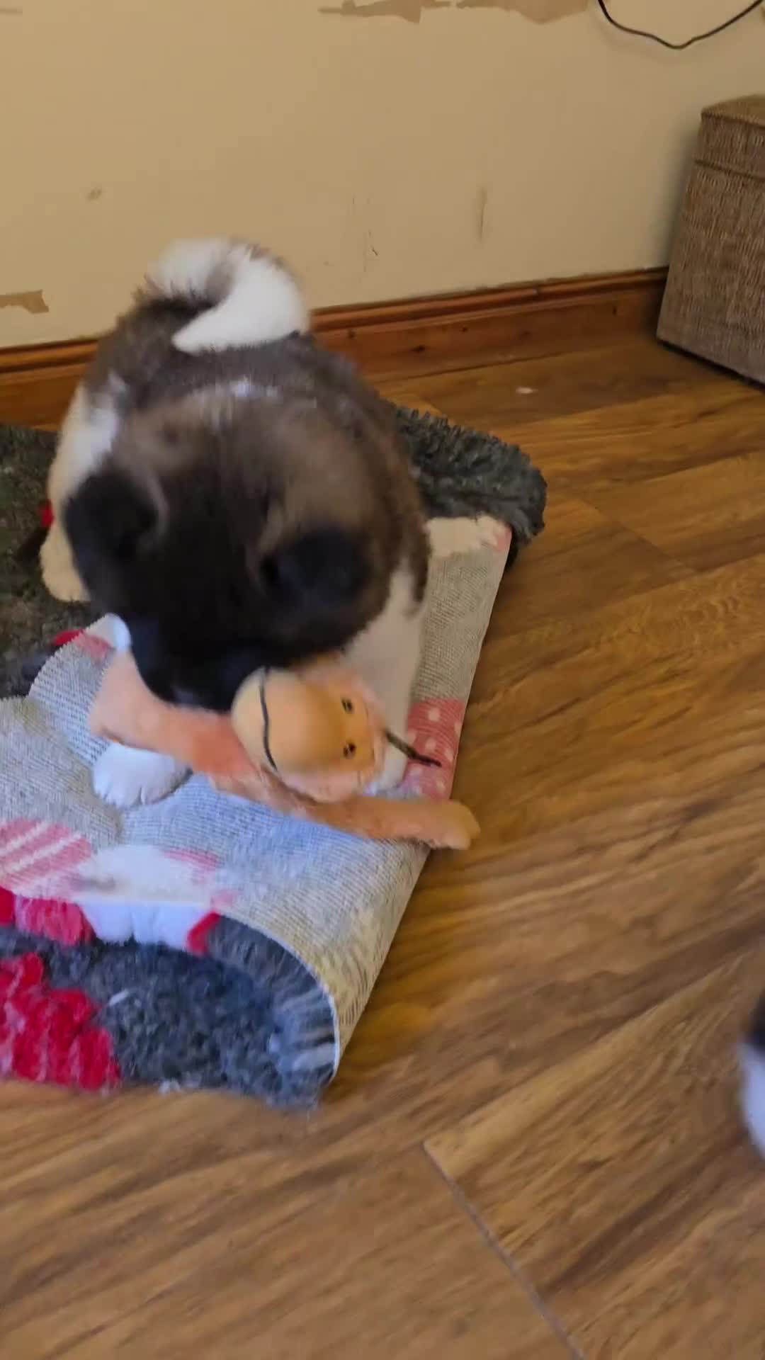 Akita dogs for sale: Beautiful long coat akita puppy  - Video 2