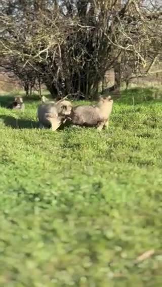 Caucasian Shepherd Dog dogs for sale: Caucasian Shepard Ovcharka ❤️top of the breed ❤️ - Video 1