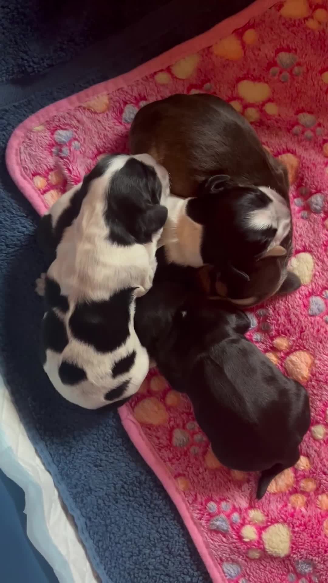 Cocker Spaniel dogs for sale: Stunning Petite Dark Blue Roan Boy Remaining - Video 1