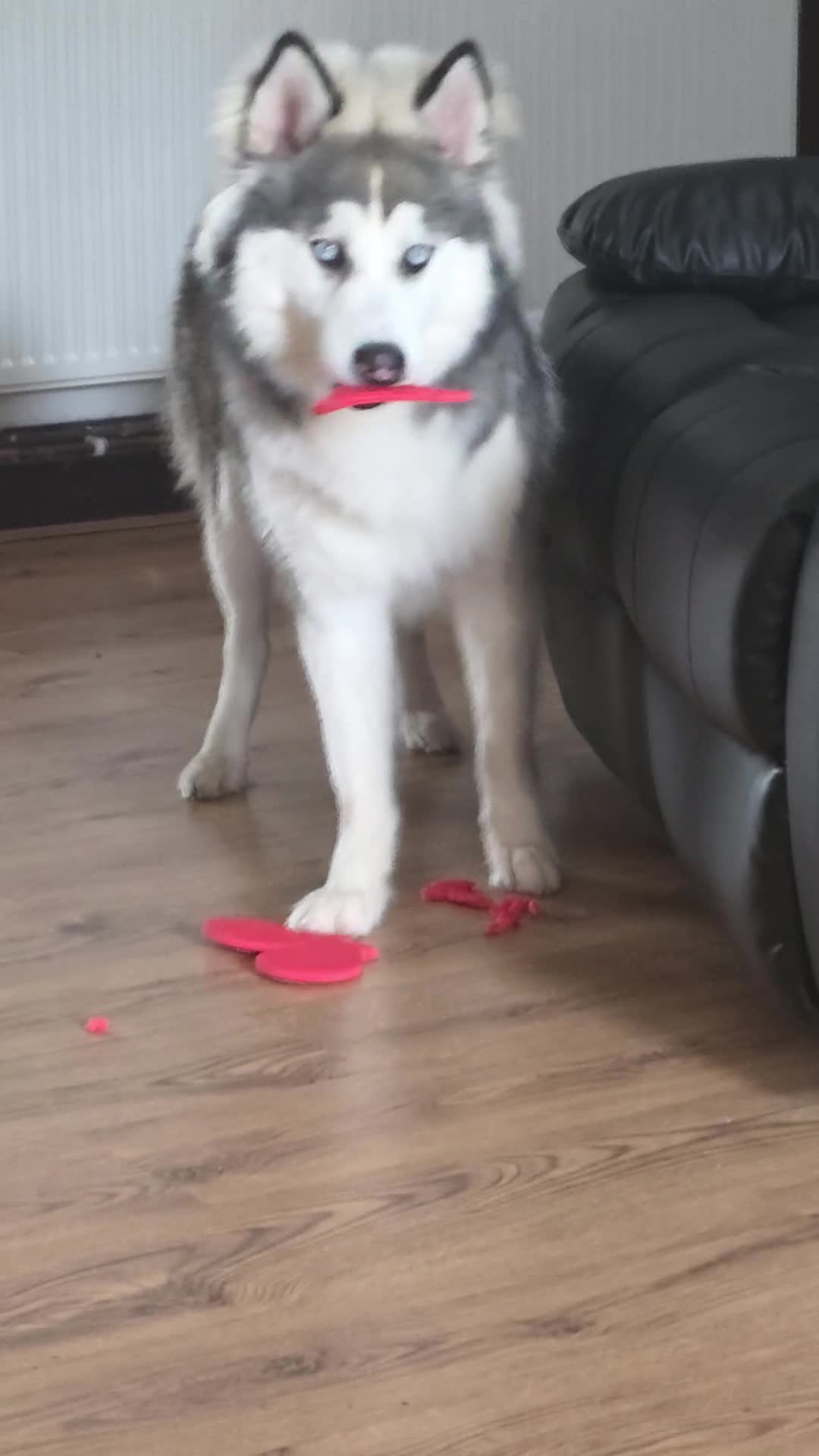Alaskan Malamute dogs for sale: Alaskan malamute x husky  - Video 2