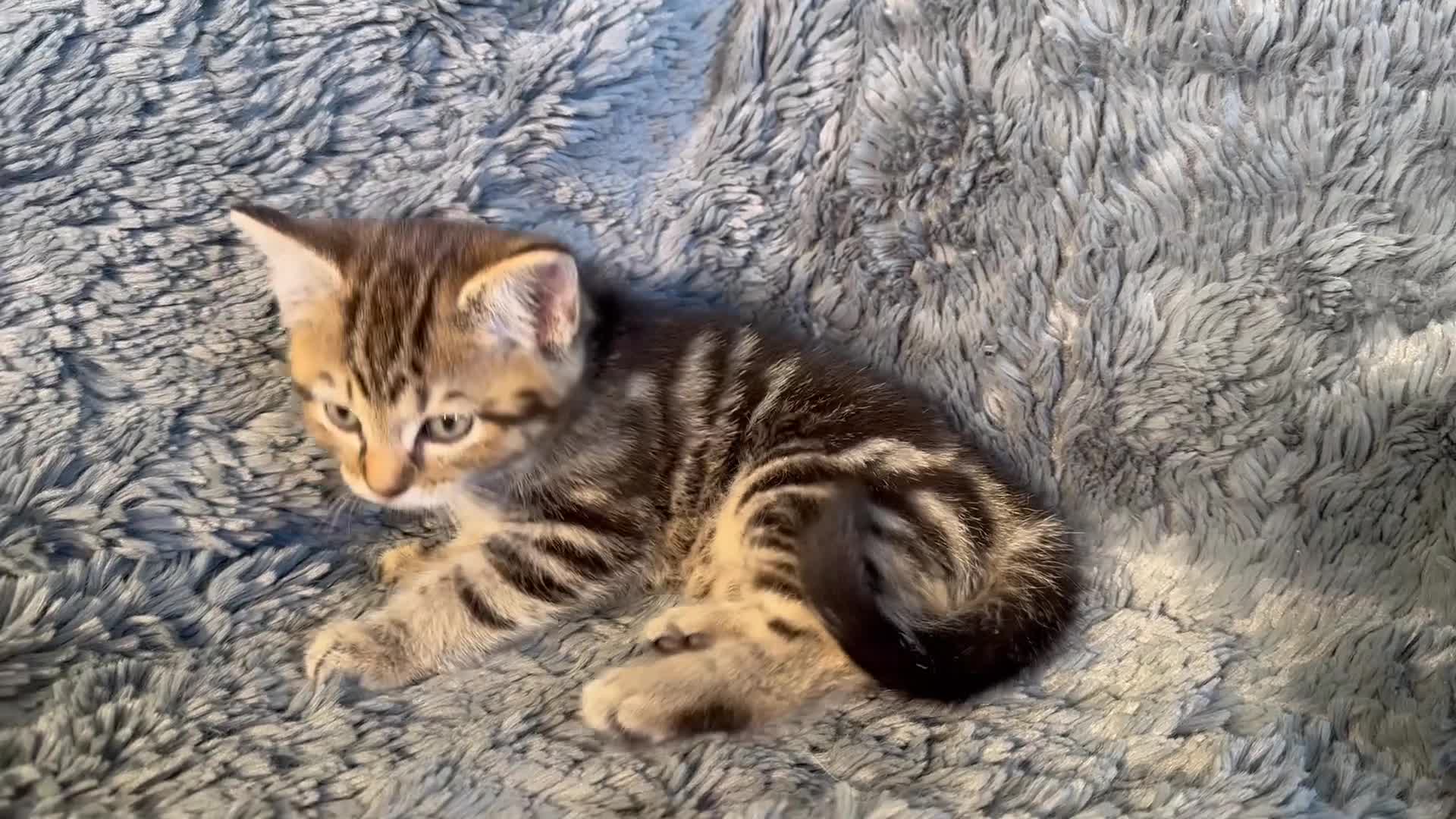 Mixed Breed cats for sale: 4 stunning kittens in Stanley - Video 2