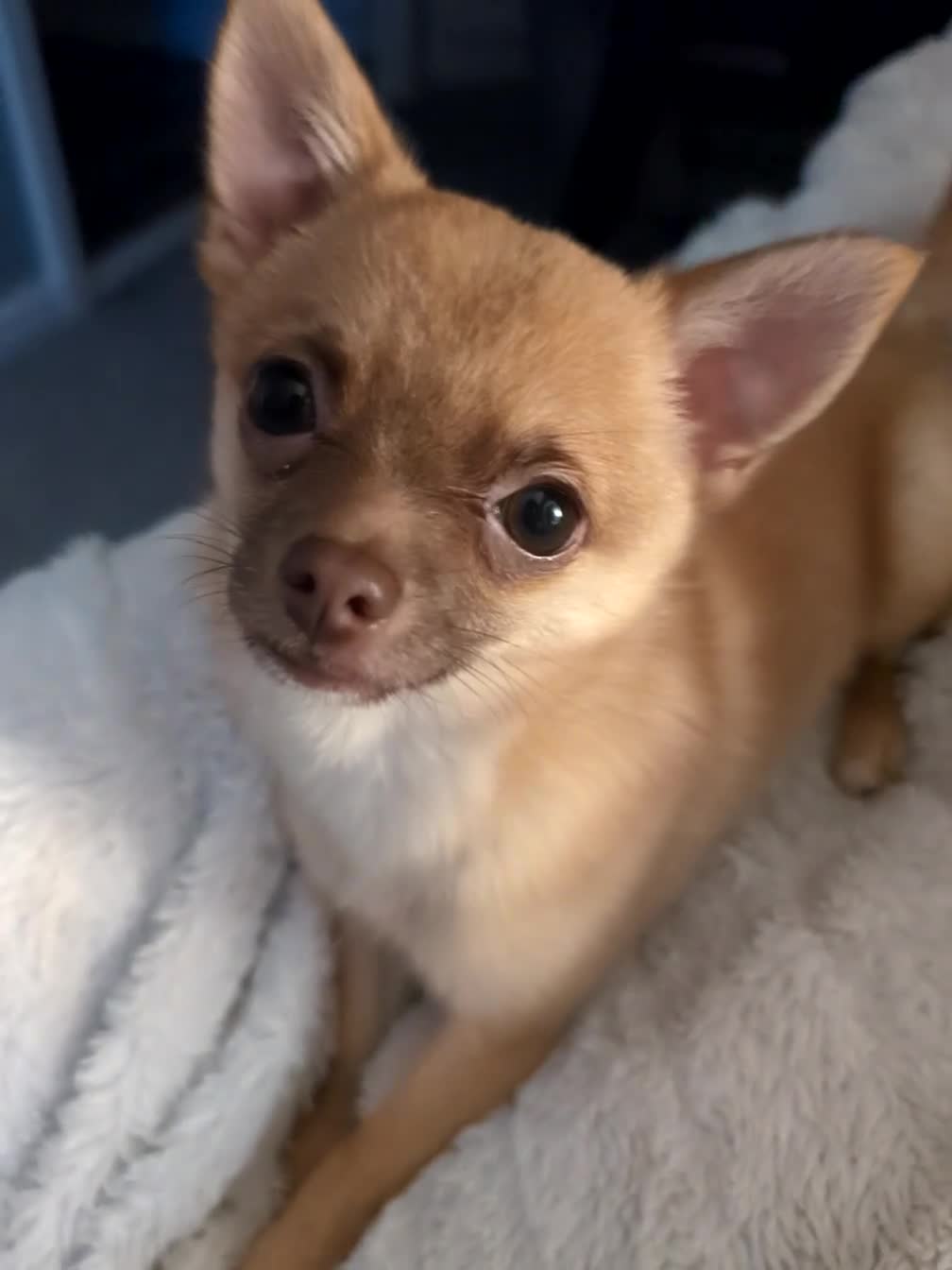 Pomchi dogs for sale: 11 month old boy pomchi. Clever little boy!   - Video 2