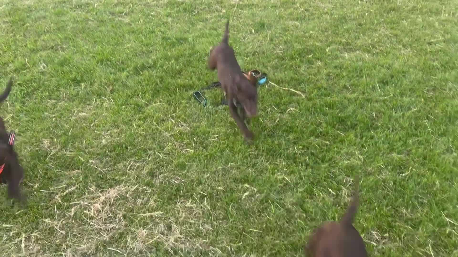 Labrador Retriever dogs for sale: FULLY VACCINATED & DEWORMED CAN LEAVE NOW! - Video 1