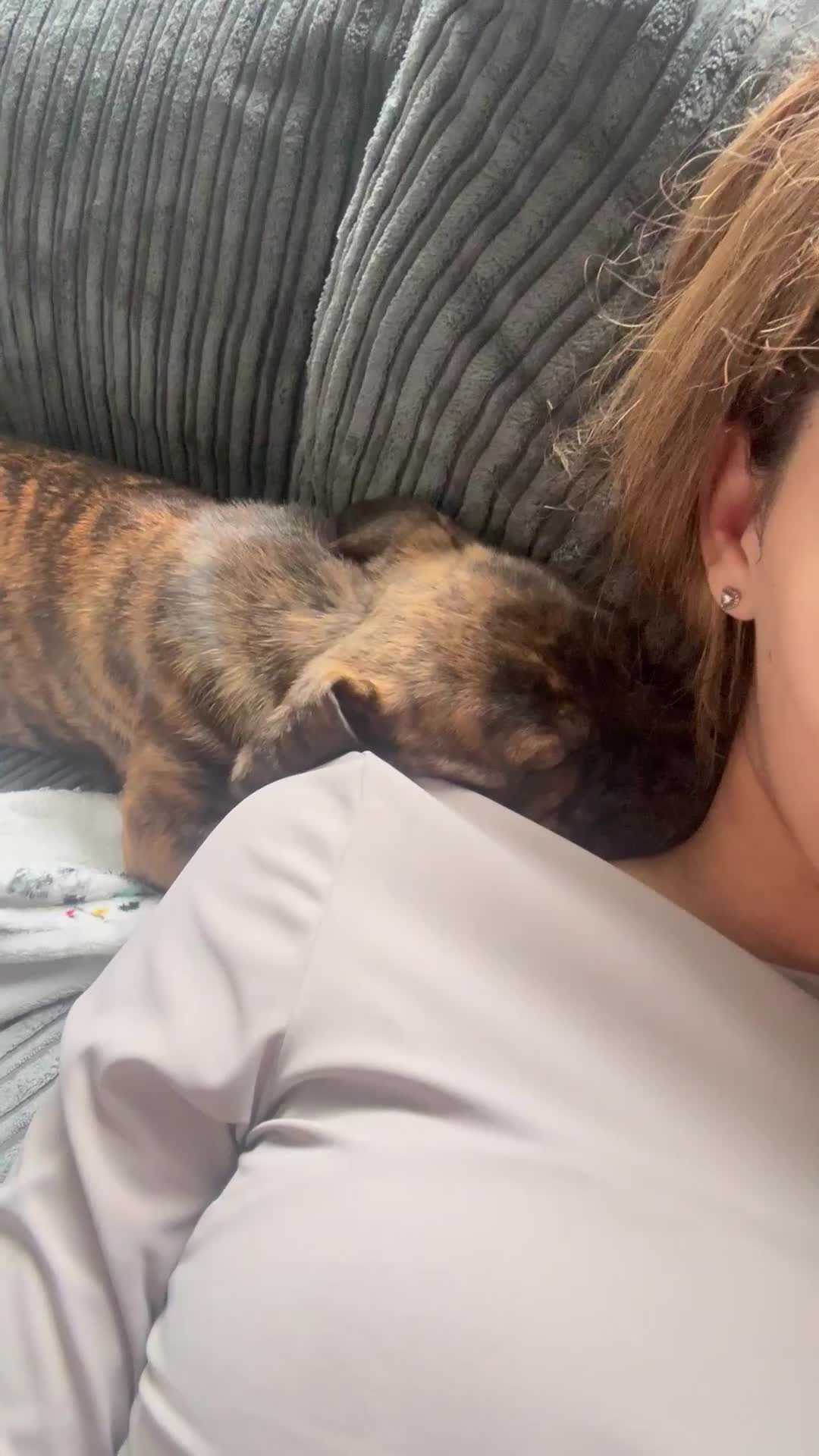 Mixed Breed dogs for sale:  American Bulldog x French Mastiff puppy for sale  - Video 1