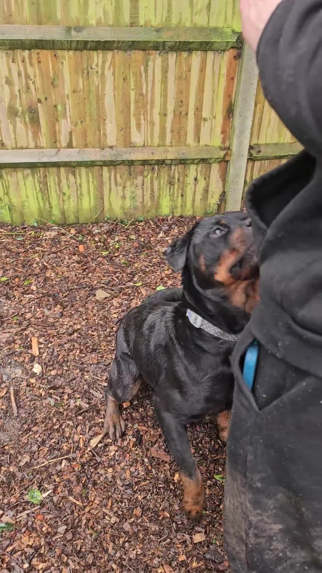 Rottweiler dogs for sale: Loyal Rottweiler Looking for Her Forever Home - Video 1