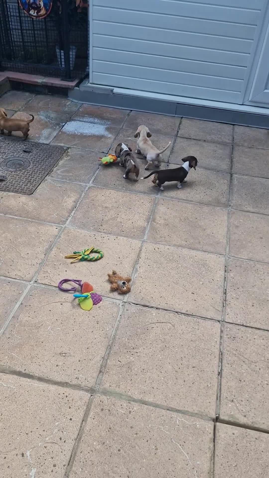 Dachshund dogs for sale: Ready Now, amazing colours - Video 1