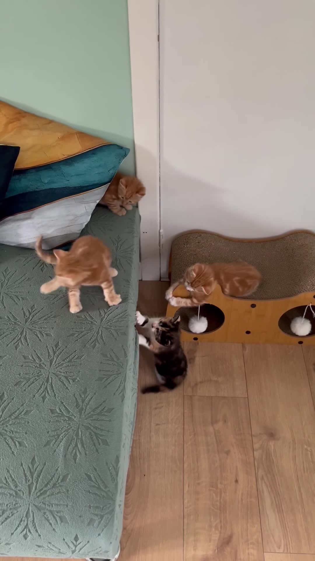 Mixed Breed cats for sale: Ragdoll mix kittens  - Video 2