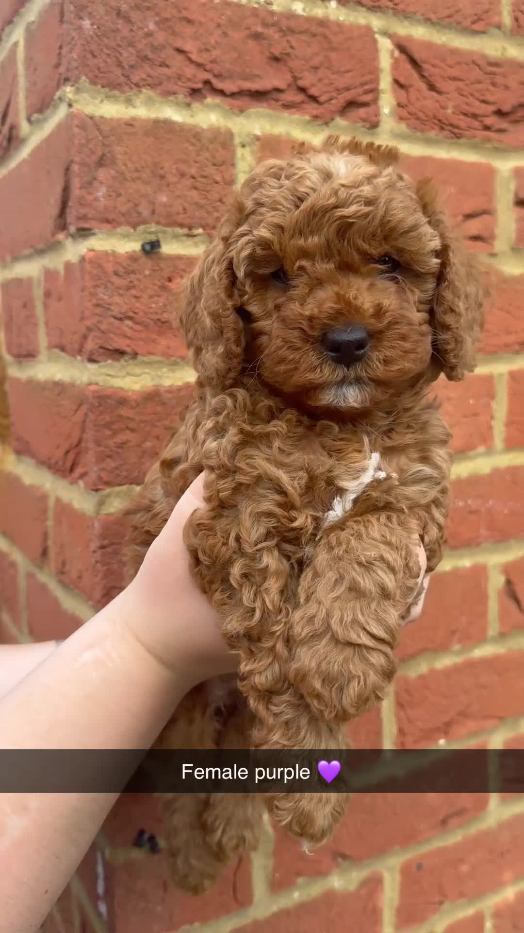 Cavapoo dogs for sale: F1bb Toy Cavapoo Puppies  Only 1 Gorgeous Girl  - Video 2