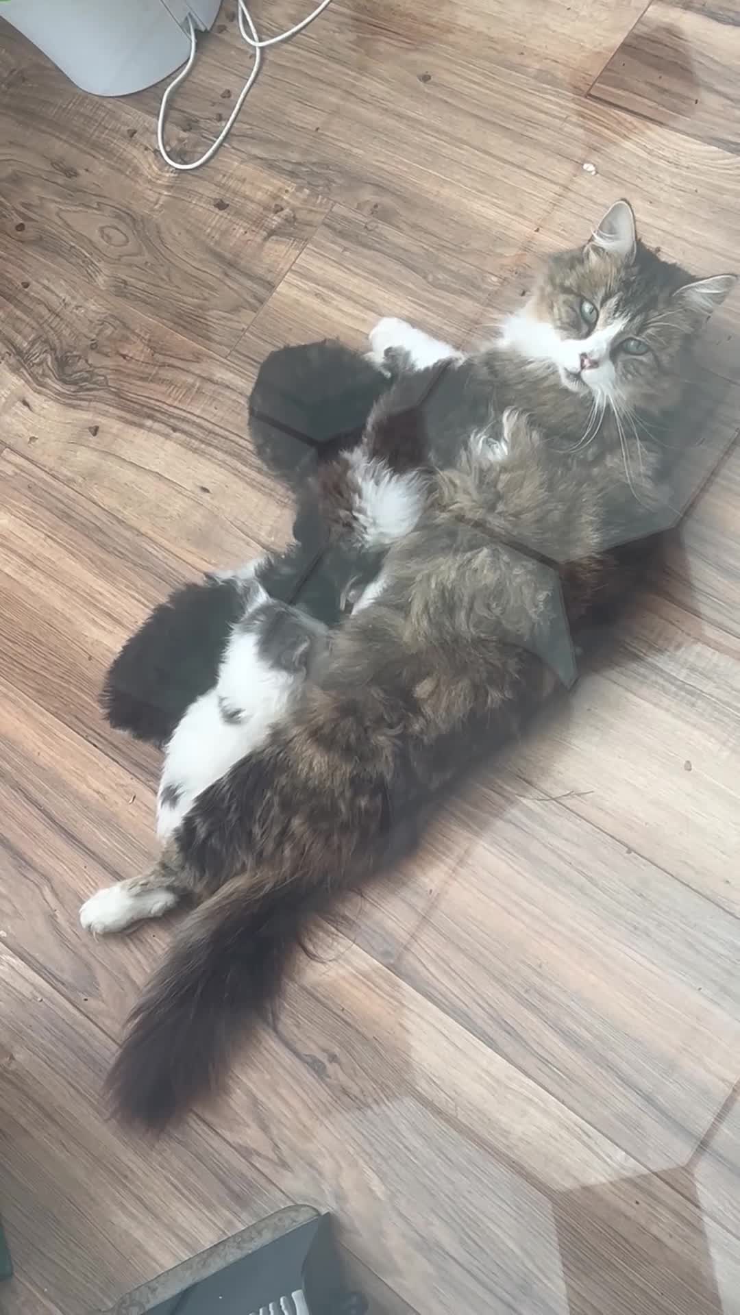 Mixed Breed cats for sale: 4 playful and funny kittens - Video 1