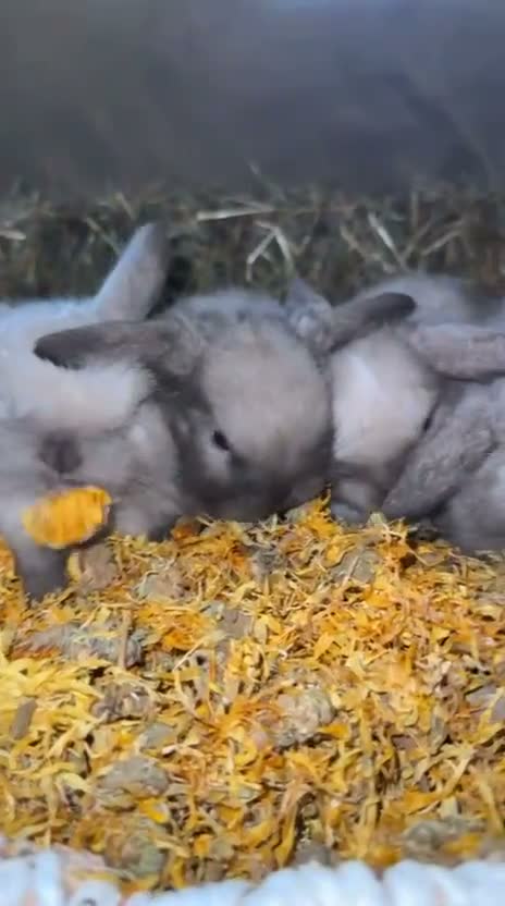 Mini Lop rabbits for sale: 🐰🌿 Beautiful Mini Lop Babies! 🌿🐰 - Video 3