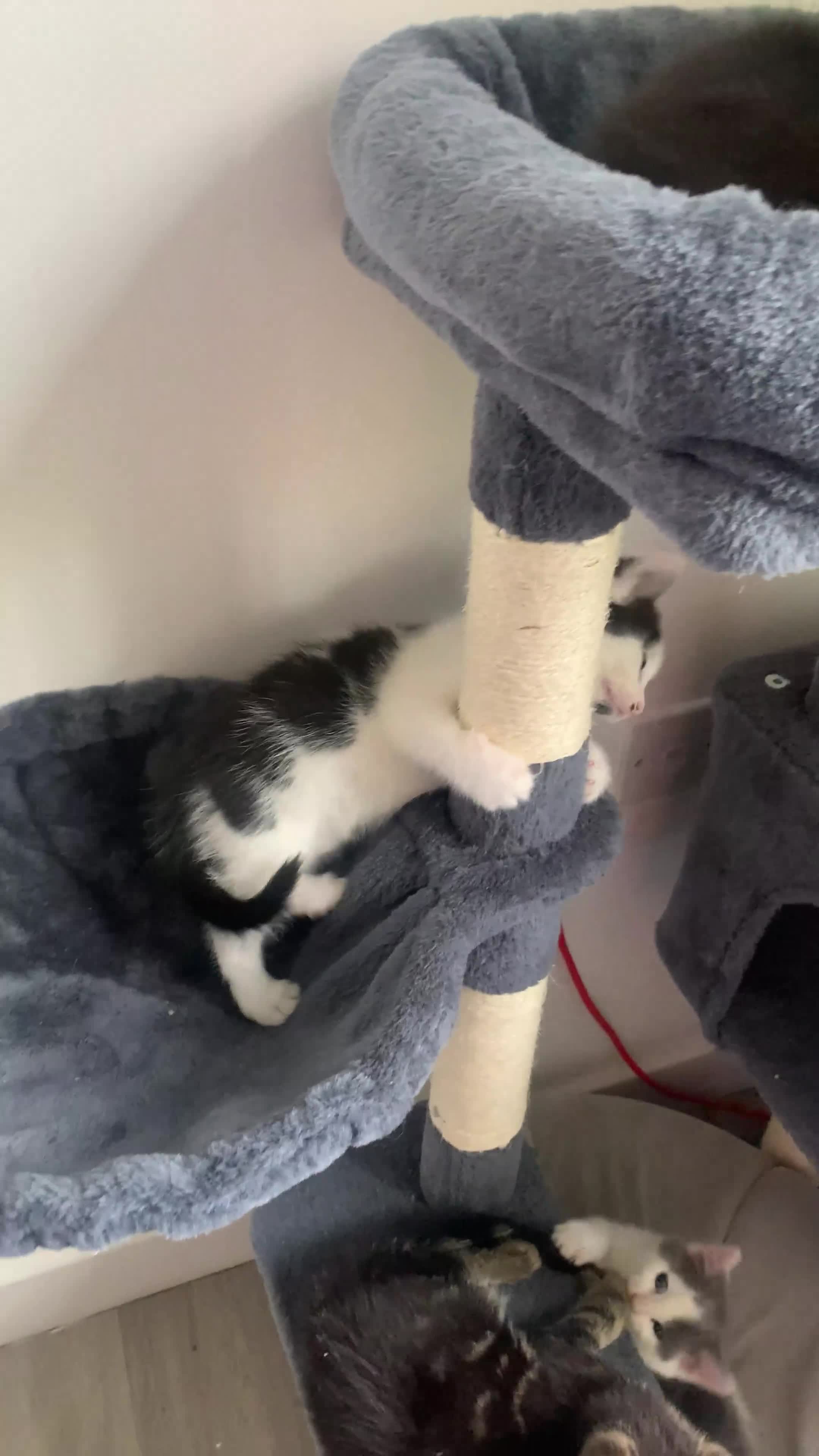 Domestic Shorthair cats for sale: Kittens available for adoption - Video 3