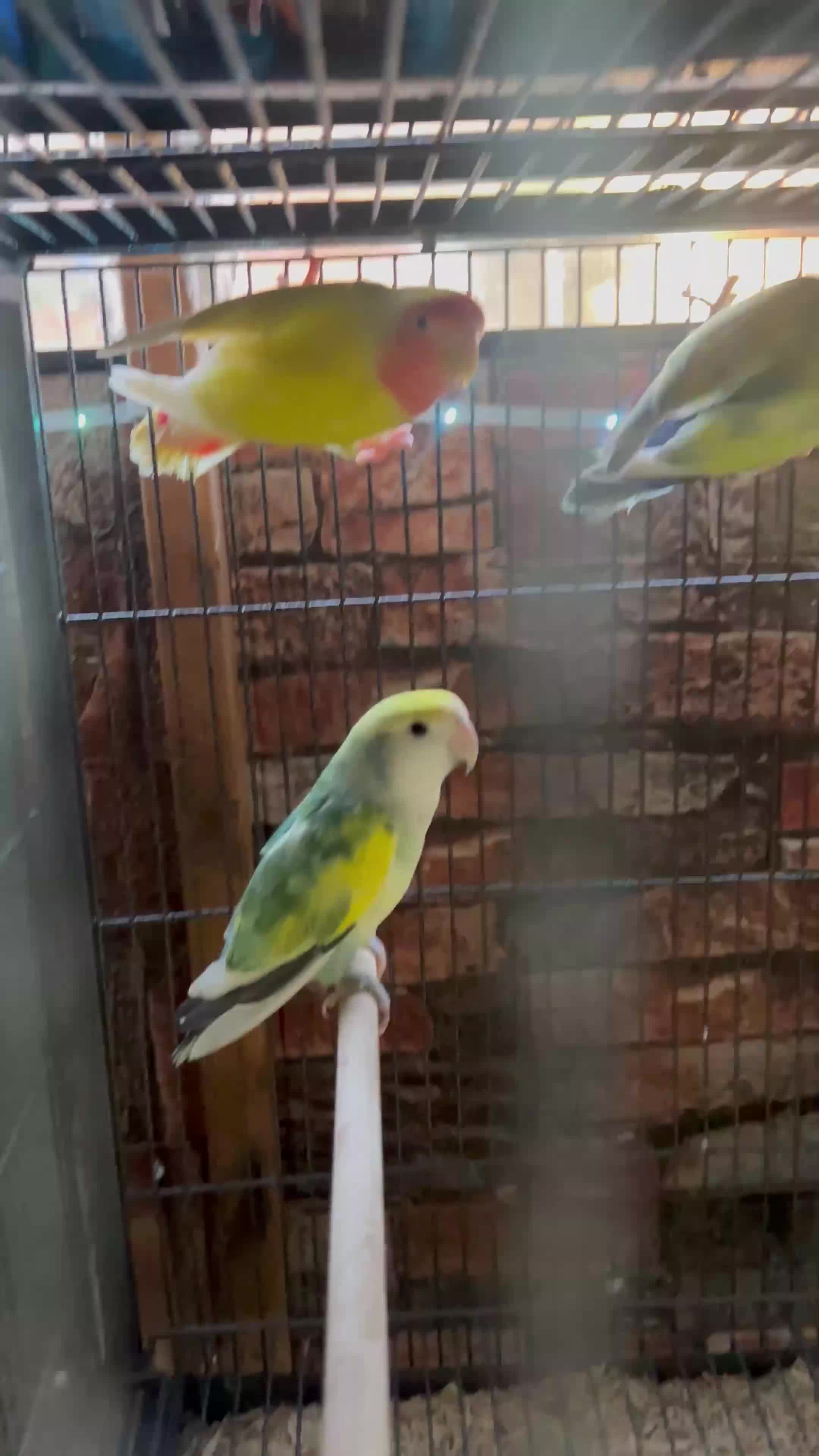Lovebirds birds for sale: Various peachface lovebirds for sale  - Video 3