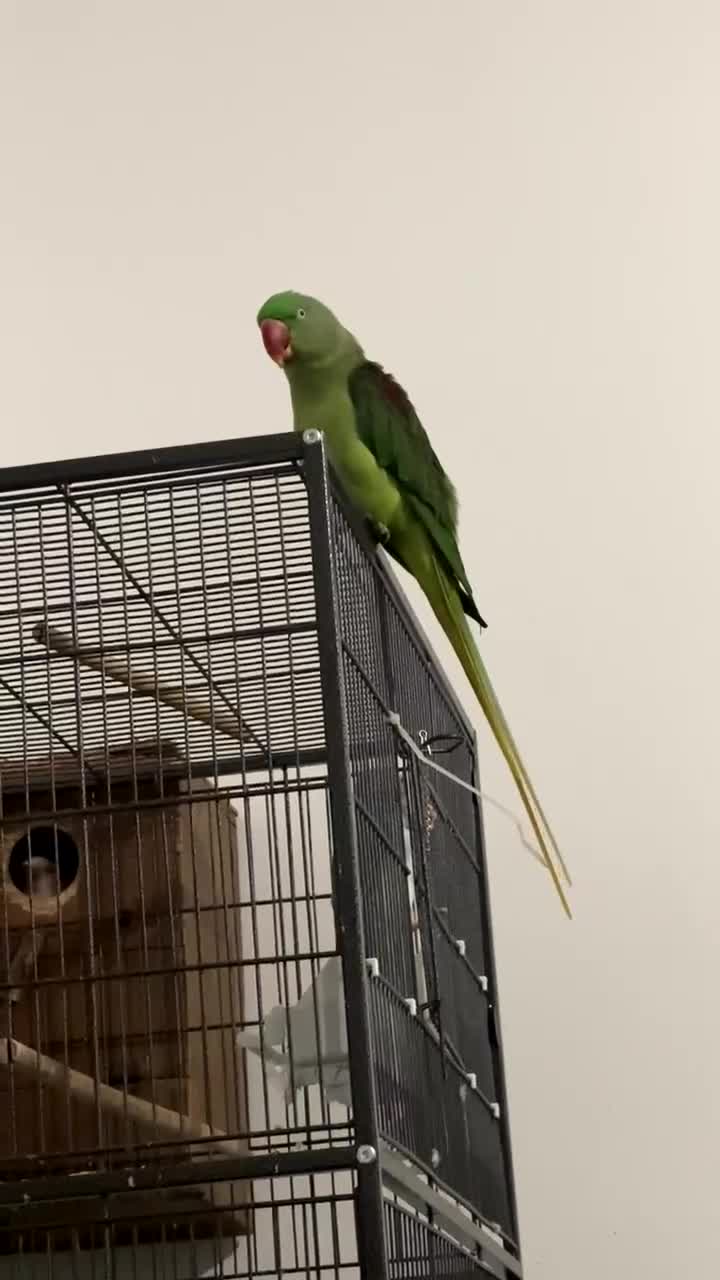 Conures birds for sale: Male conures and semi tame Alexandrine ring neck  - Video 2