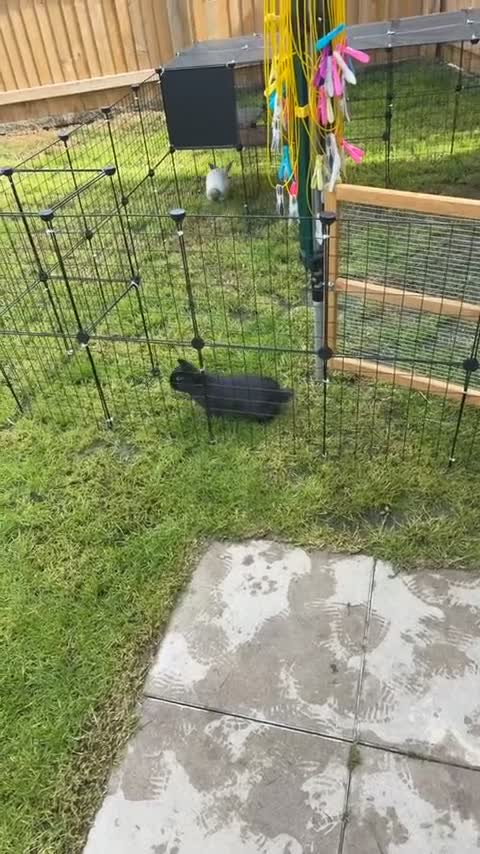 Mixed Breed rabbits for sale: 2 male rabbits  - Video 1