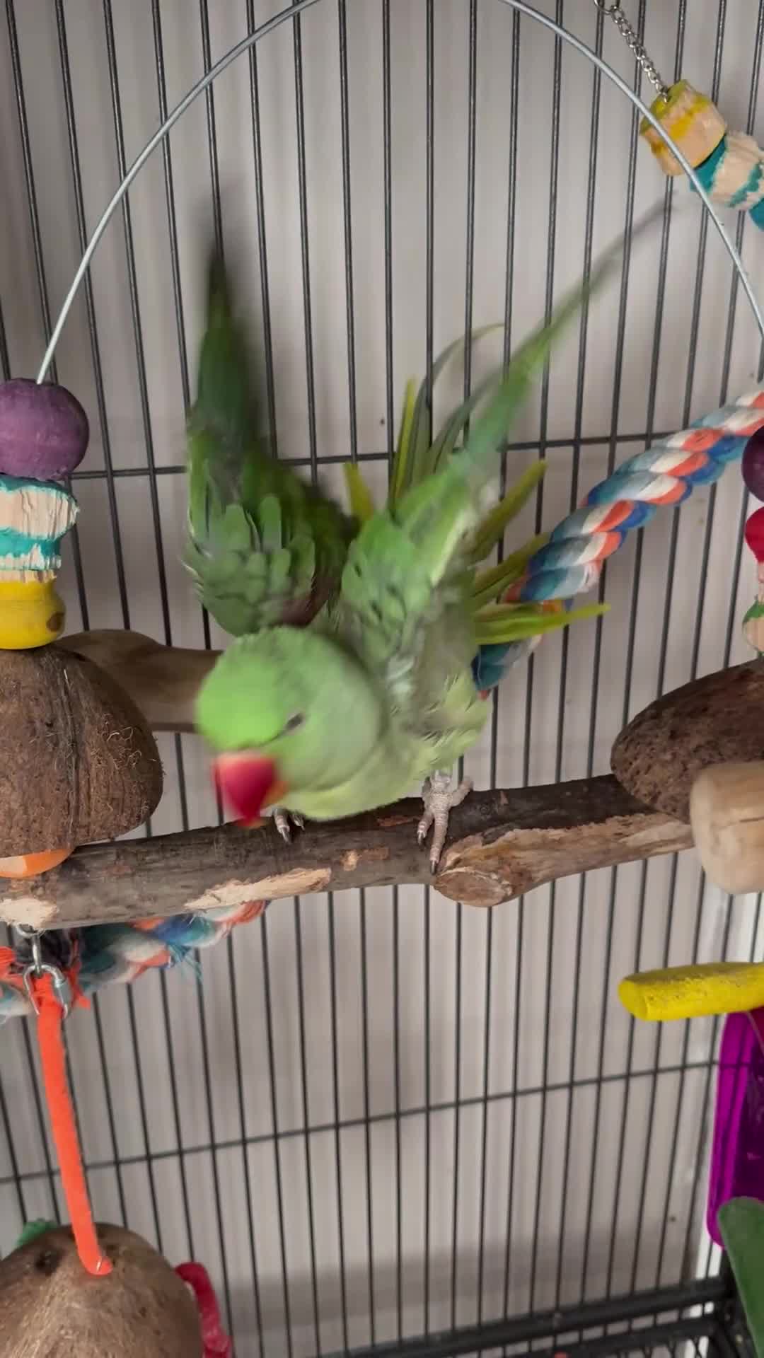 Parakeets birds for sale: Kiwi - The Alexandrian Parakeet - Video 3