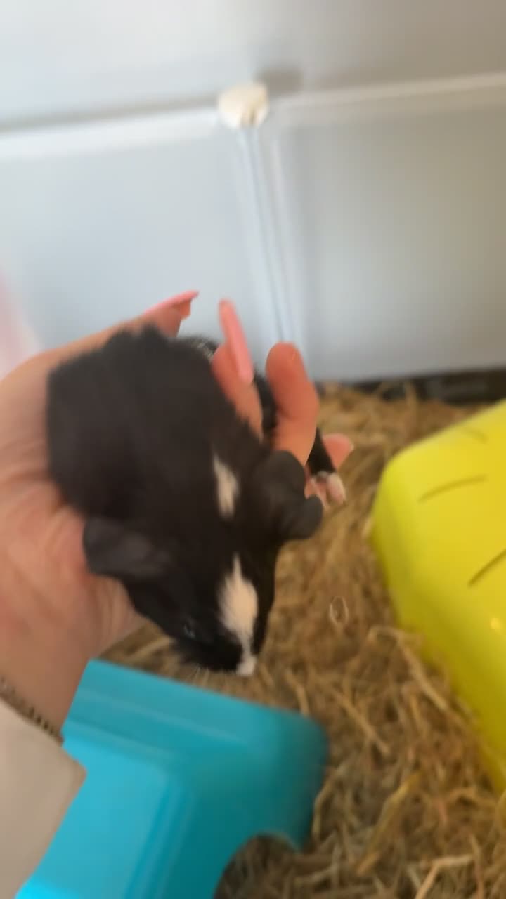 Guinea Pig rodents for sale: Guinea pigs - Video 1