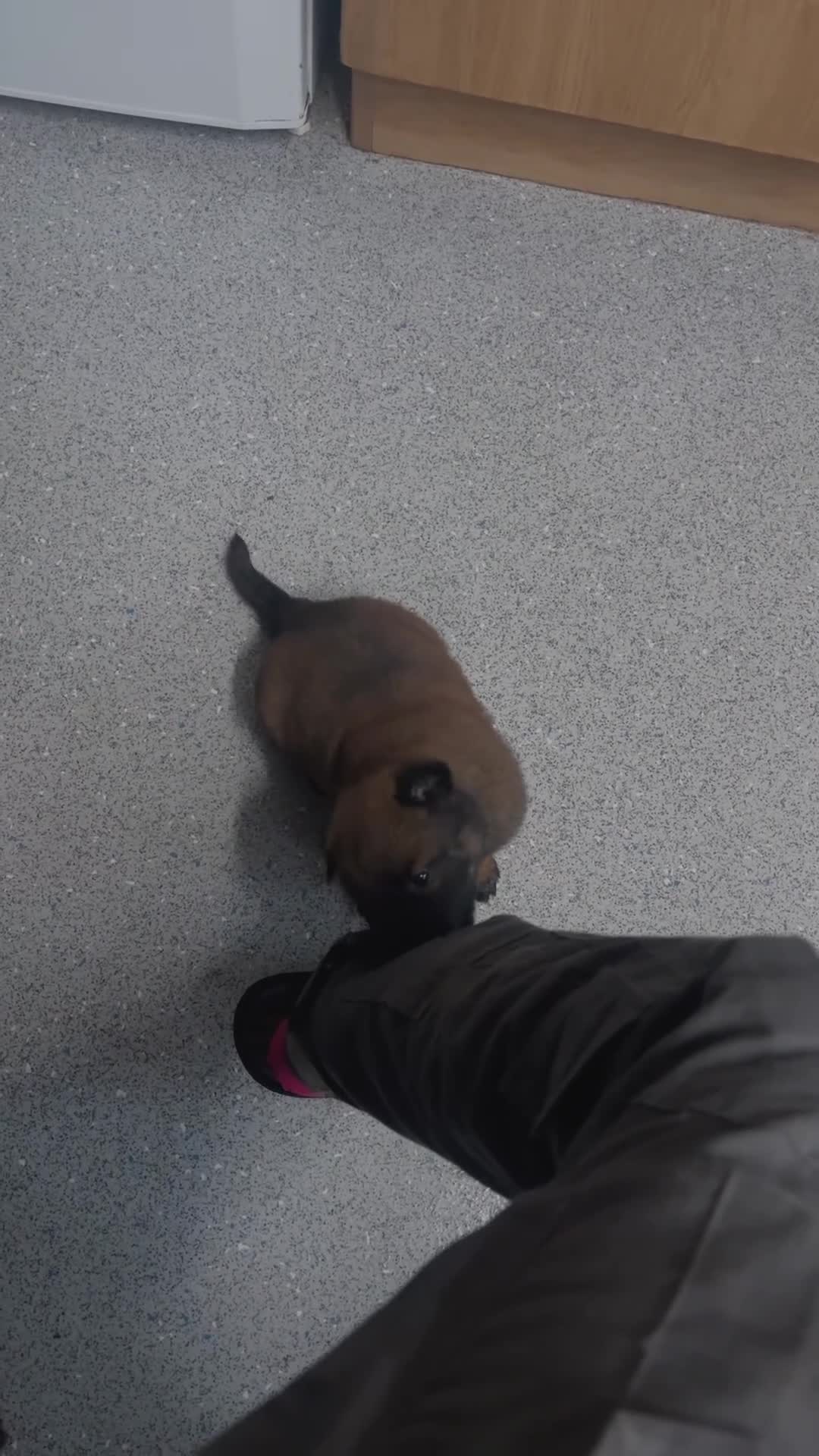 Belgian Shepherd Dog dogs for sale: Belgian malinios puppies - Video 3