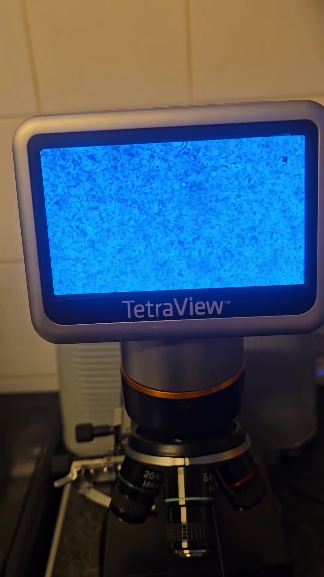 French Bulldog dogs for stud: Fluffy french bulldog for stud  - Video 1