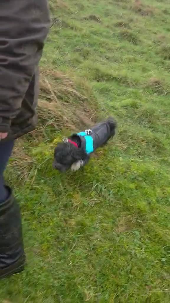 Lhasa Apso dogs for adoption: Special dog needs special home - Video 1